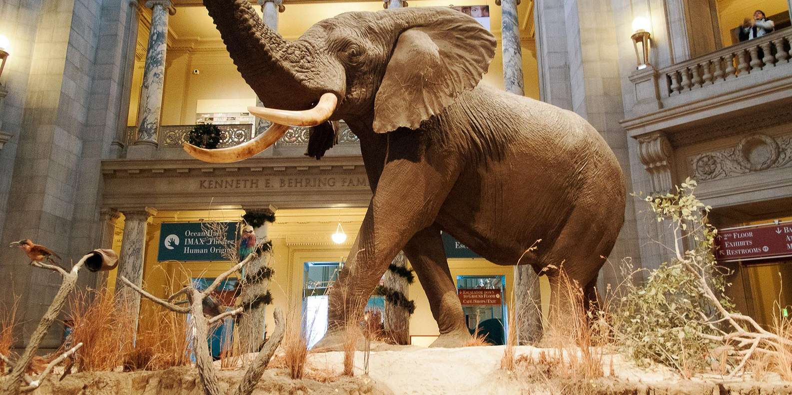 Washington D.C. Natural History Museum Guided Tour | Washington DC ...