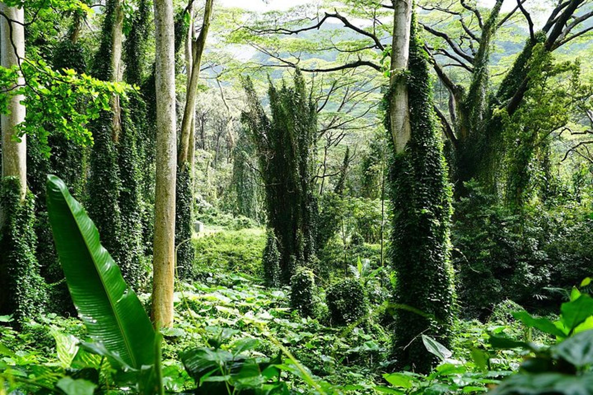 Honolulu Manoa Waterfall Hike with Lunch 5 hr - Image 5