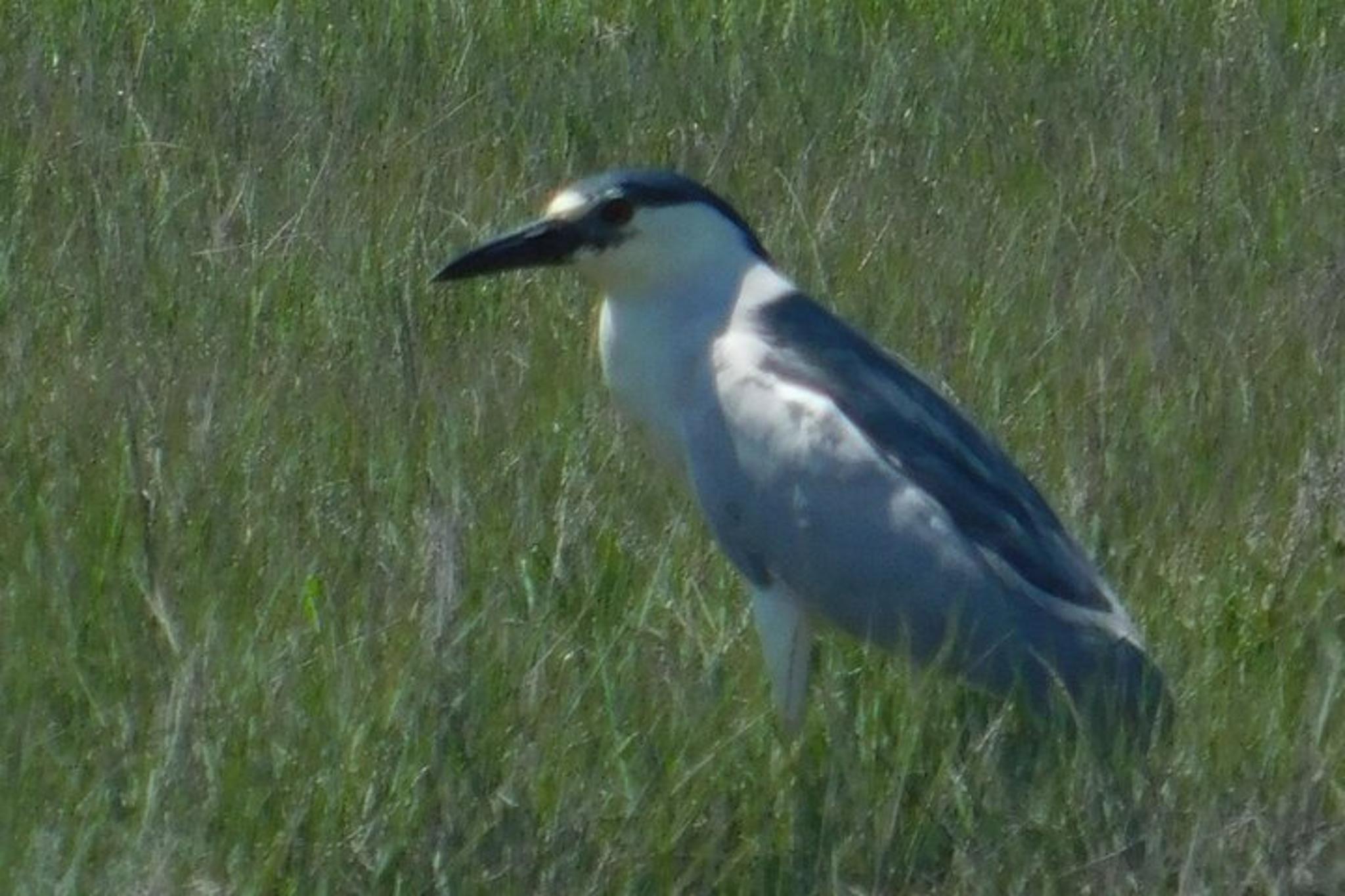 Cape May Eco Cruise at Sunset 2 hr - Image 3