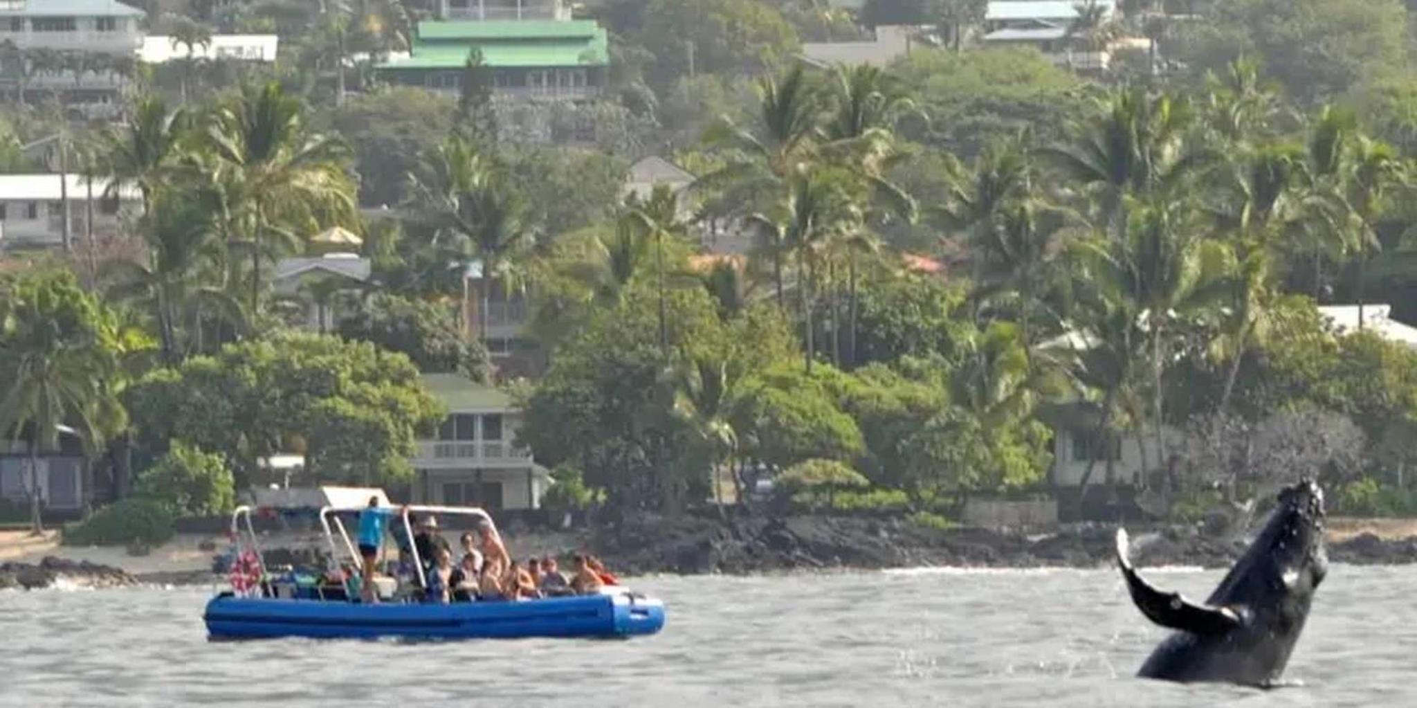 Kona Snorkel and Marine Life Tour - Image 2