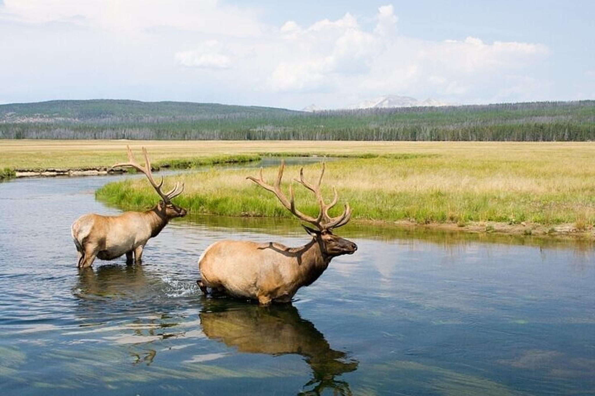 Gardiner Wildlife Safari in Lamar Valley - Image 2