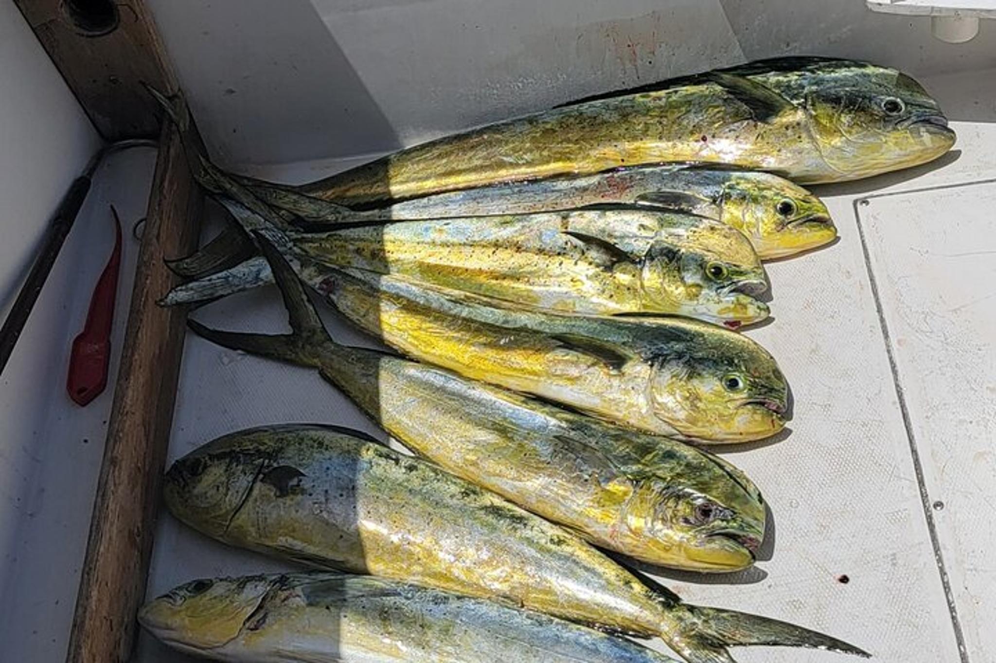 Marathon Offshore Big Game Fishing Adventure 6 hr - Image 5