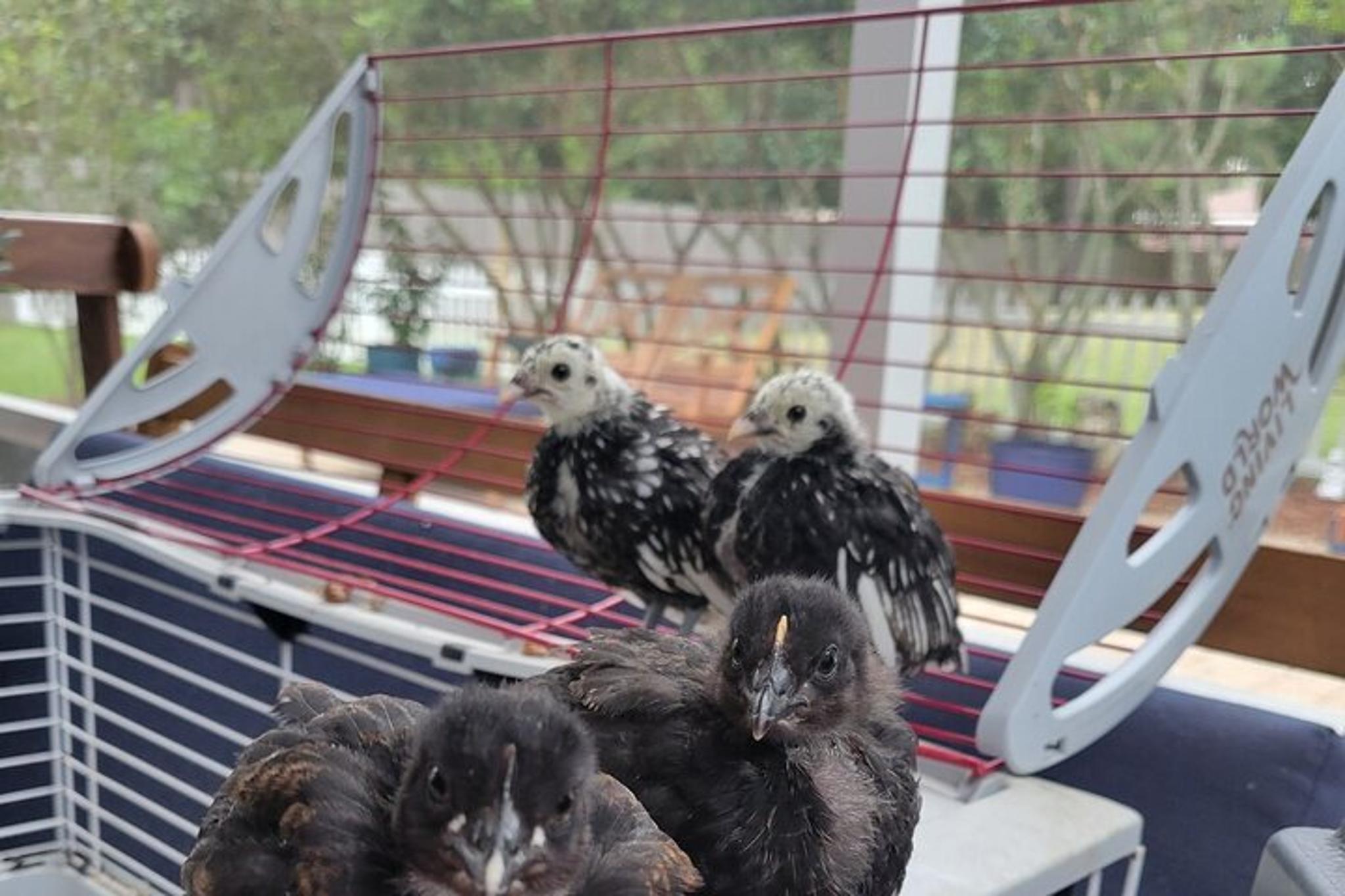 Navarre Rabbit and Chicken Petting Experience 1 hr - Image 6
