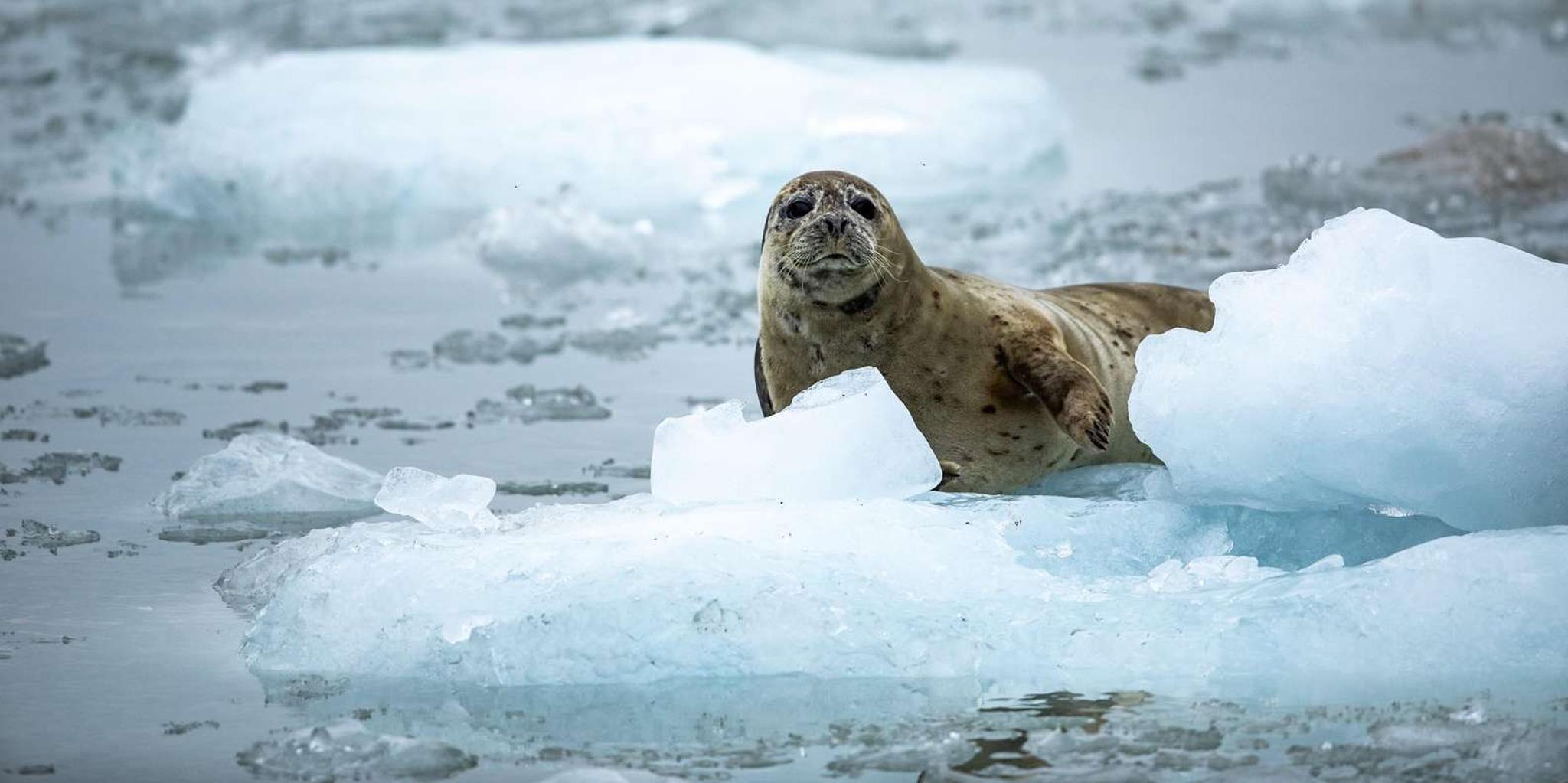 Seward Fjord Glacier & Wildlife Tour 8 hr - Image 3