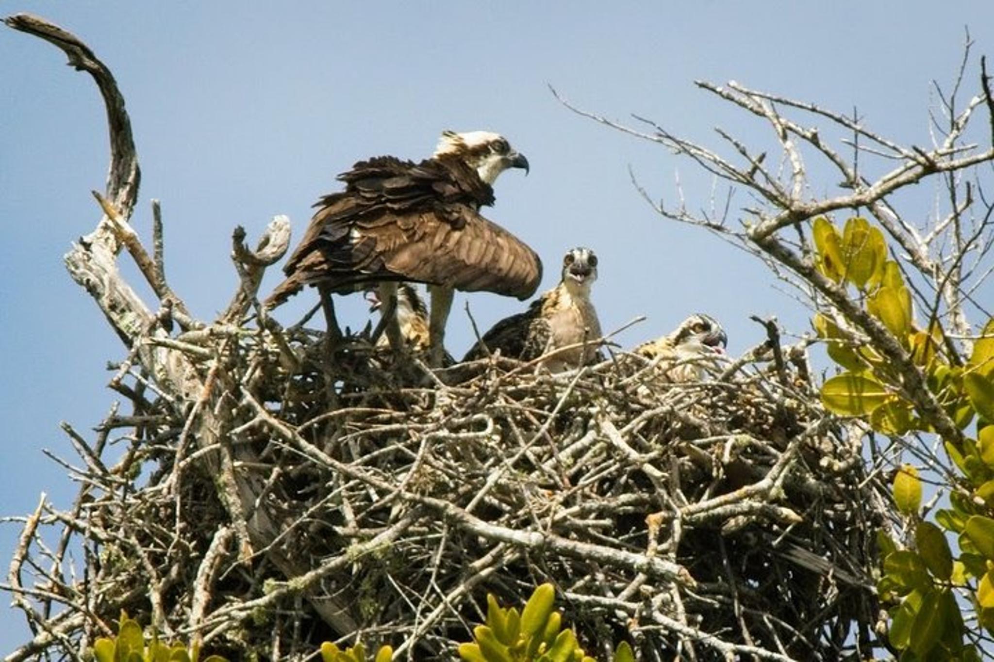 Everglades National Park Biologist Led Adventure - Image 6