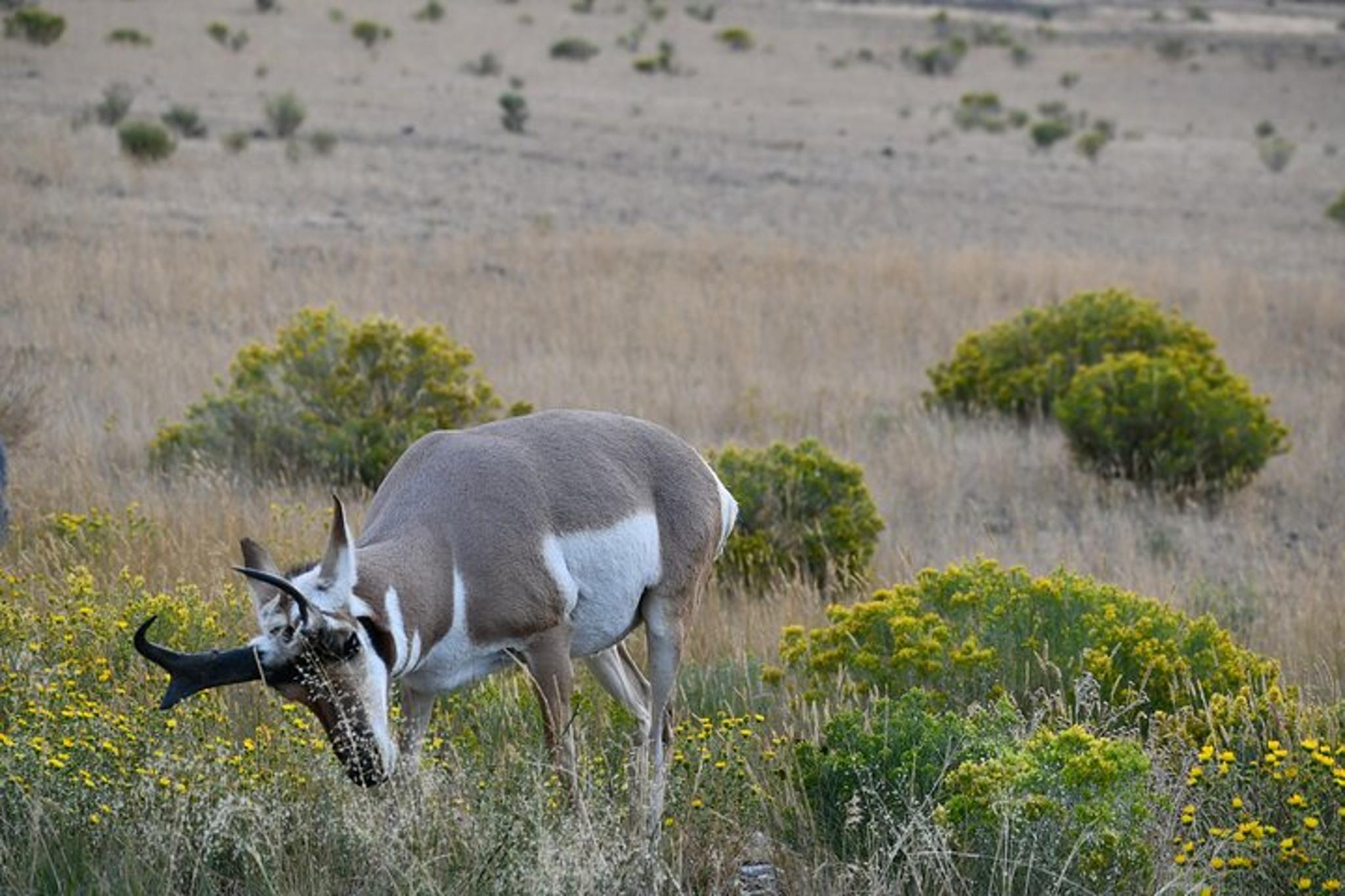 Yellowstone National Park Private Guided Tour - Image 6