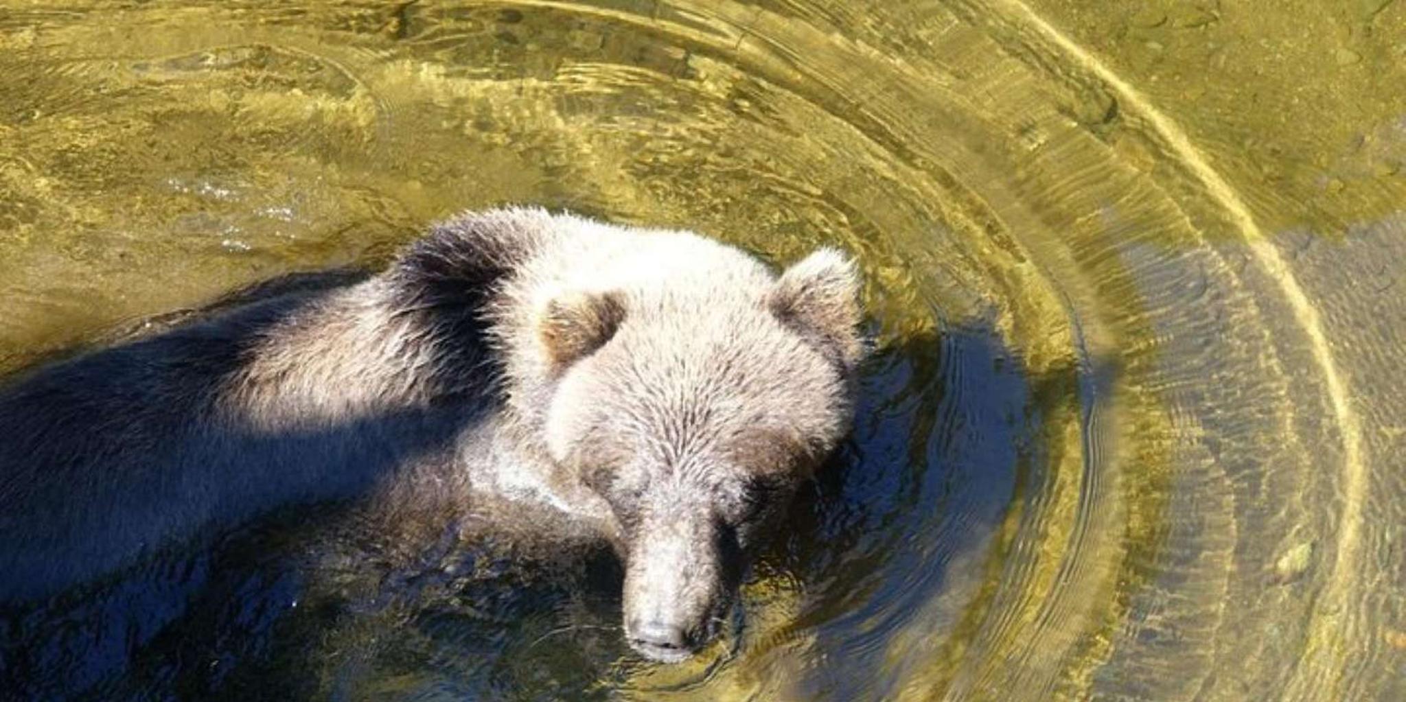 Hoonah Chichagof Island Brown Bear Search 3 hr - Image 2