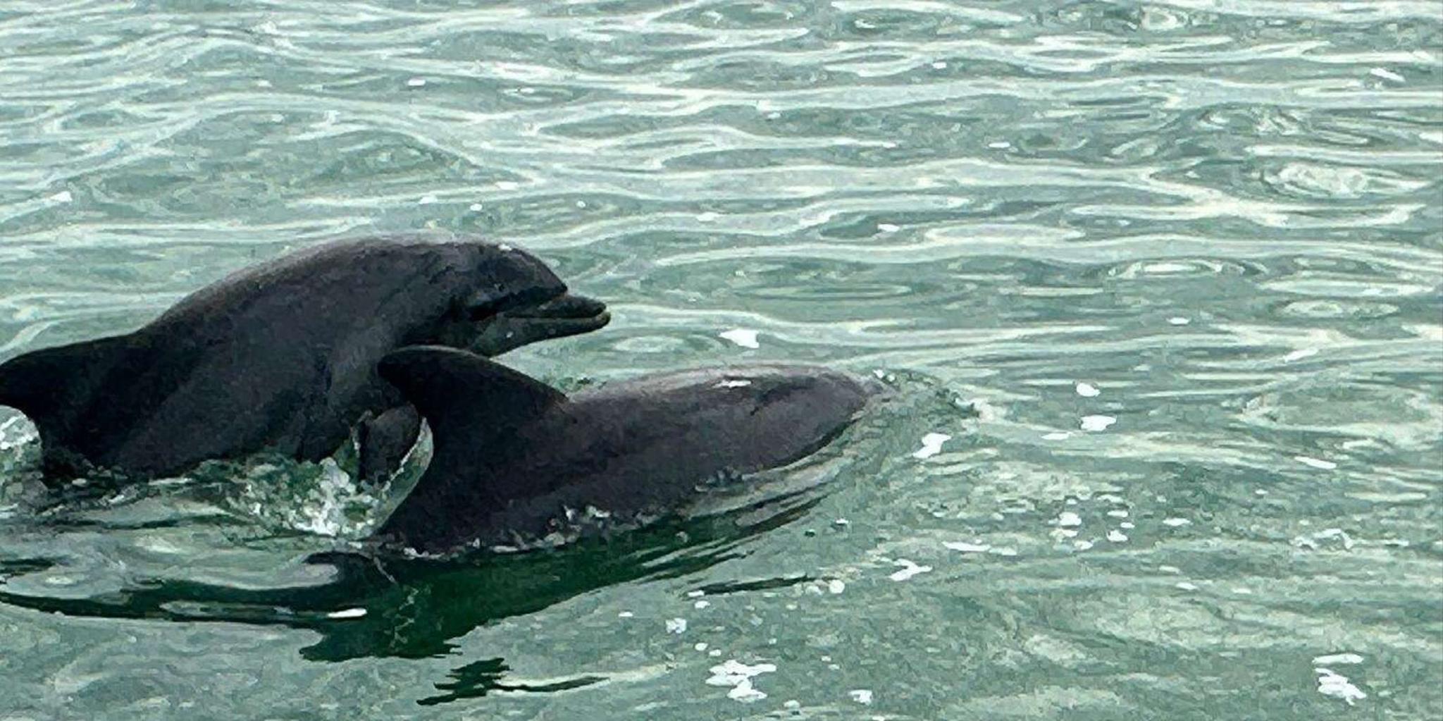 Clearwater Private Boat Tour - Image 4