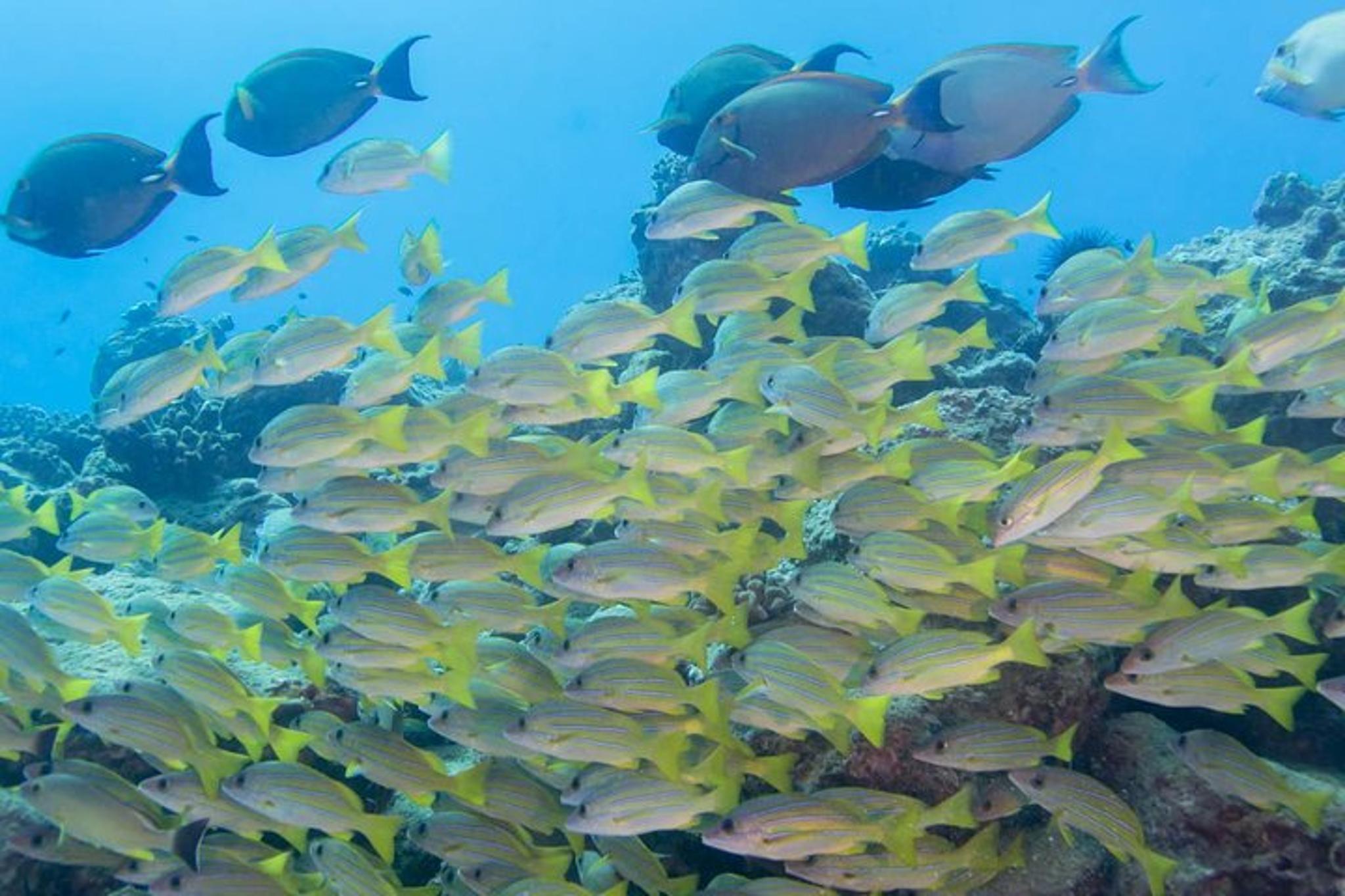 Kauai Scuba Dive Ocean Experience 2.5 Hr - Image 5