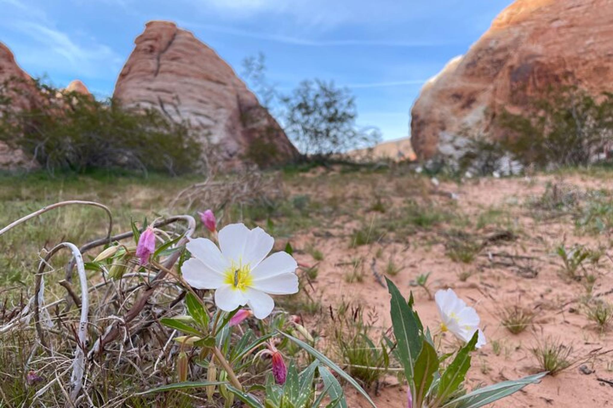 Valley of Fire Hiking and Sightseeing Adventure - Image 2
