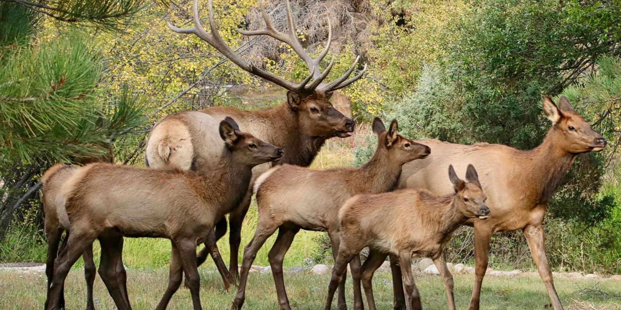 Estes Park Rocky Mountain National Park Photo Tour 3.5 hr - Image 2