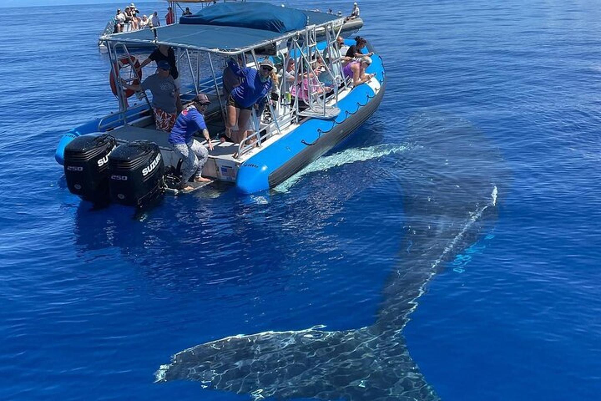 Lahaina Eco-Raft Whale and Dolphin Watching Tour - Image 2