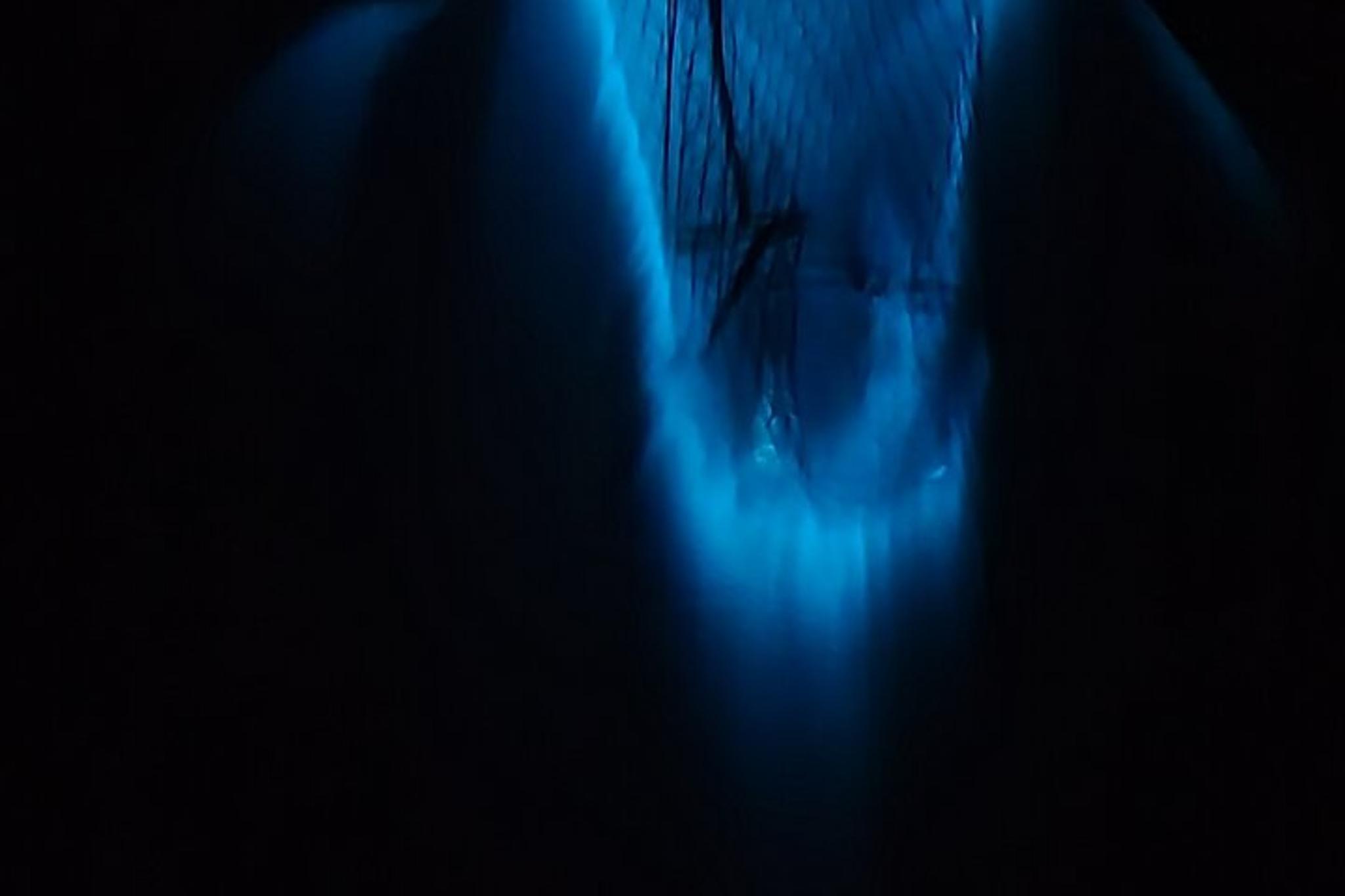 Cocoa Beach Bioluminescence Tour at Sunset - Image 3