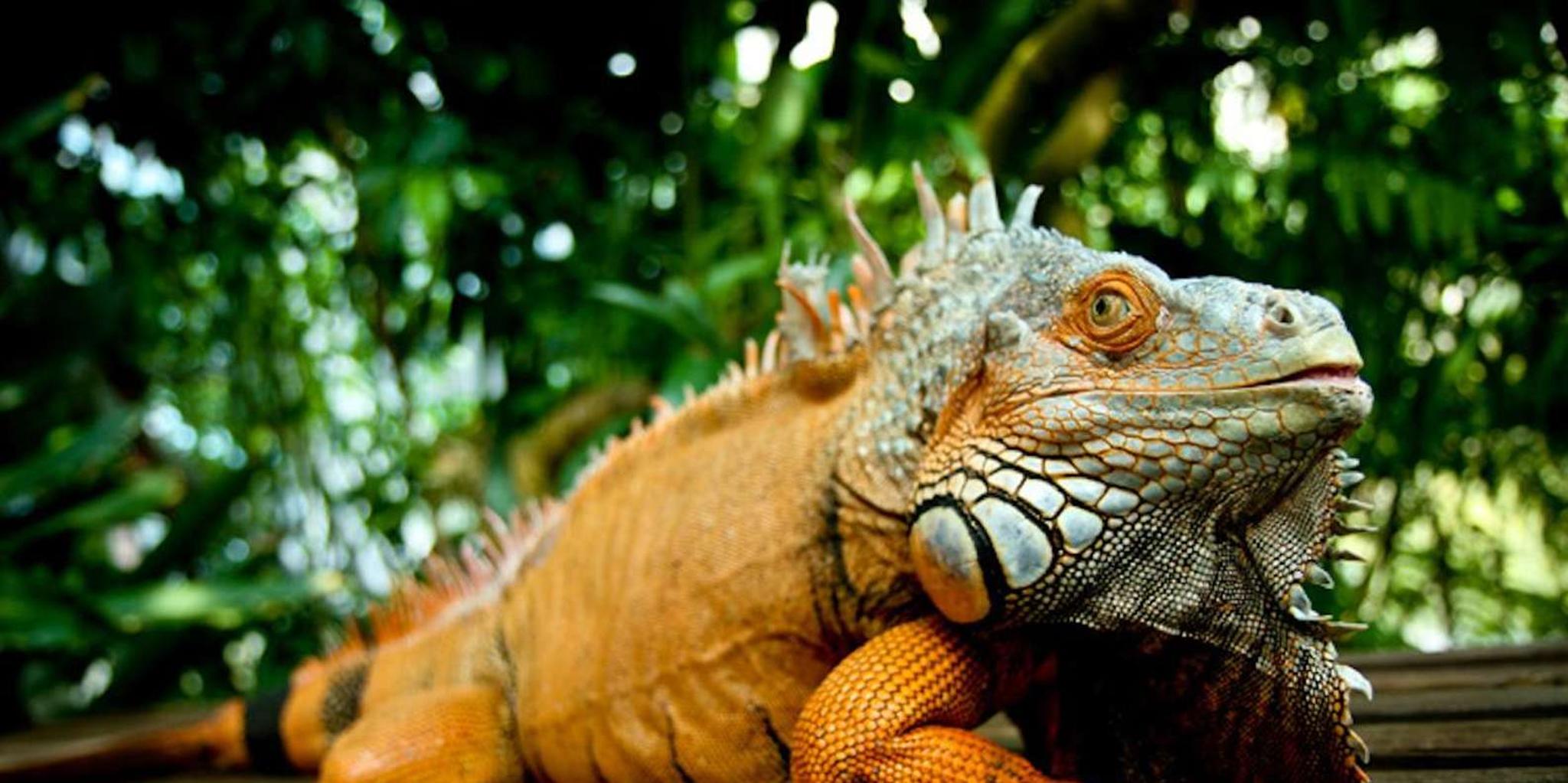 Houston Butterfly Center Ticket - Image 3