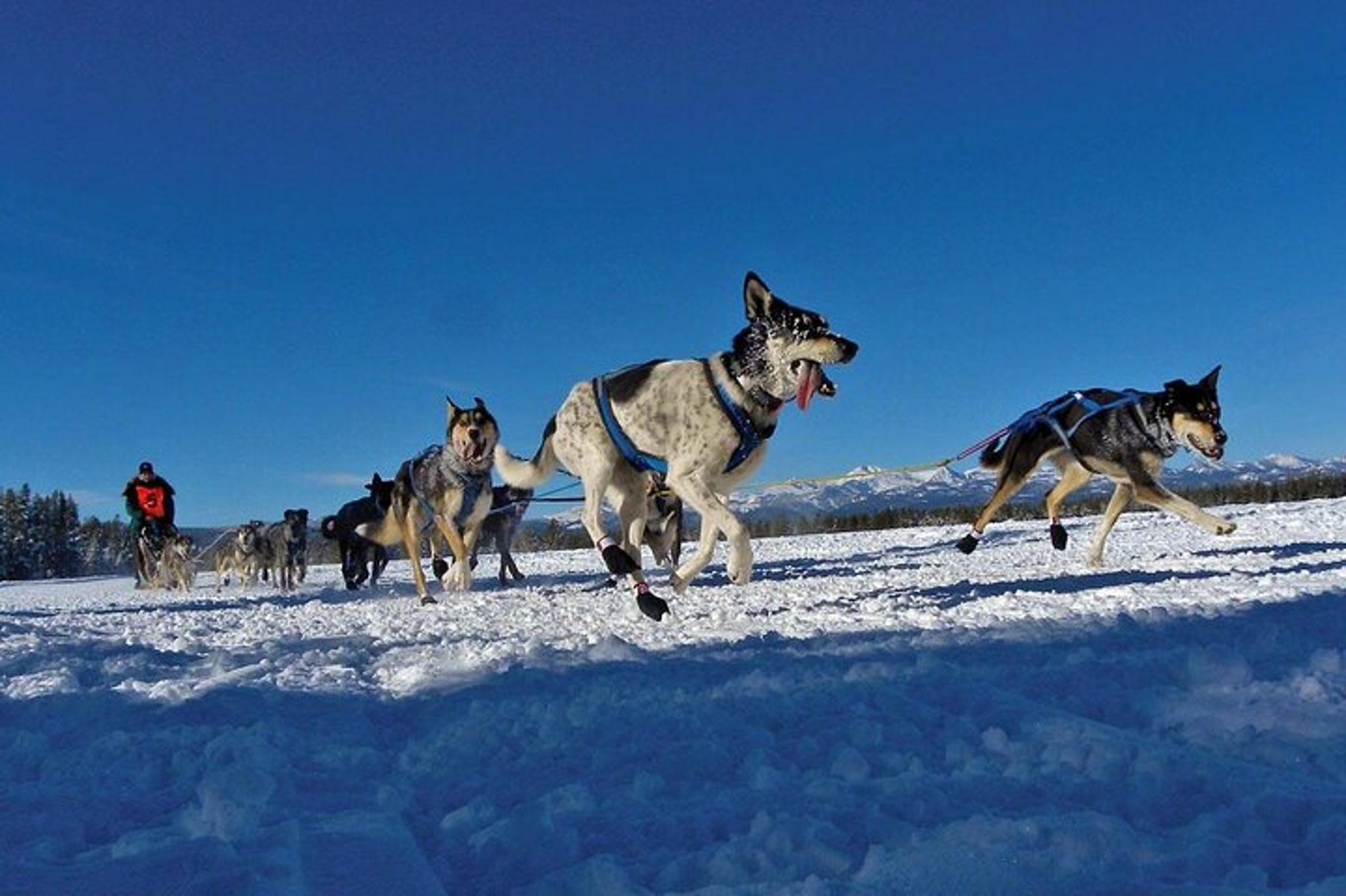 Yellowstone National Park Winter Tour 6 Days - Image 4