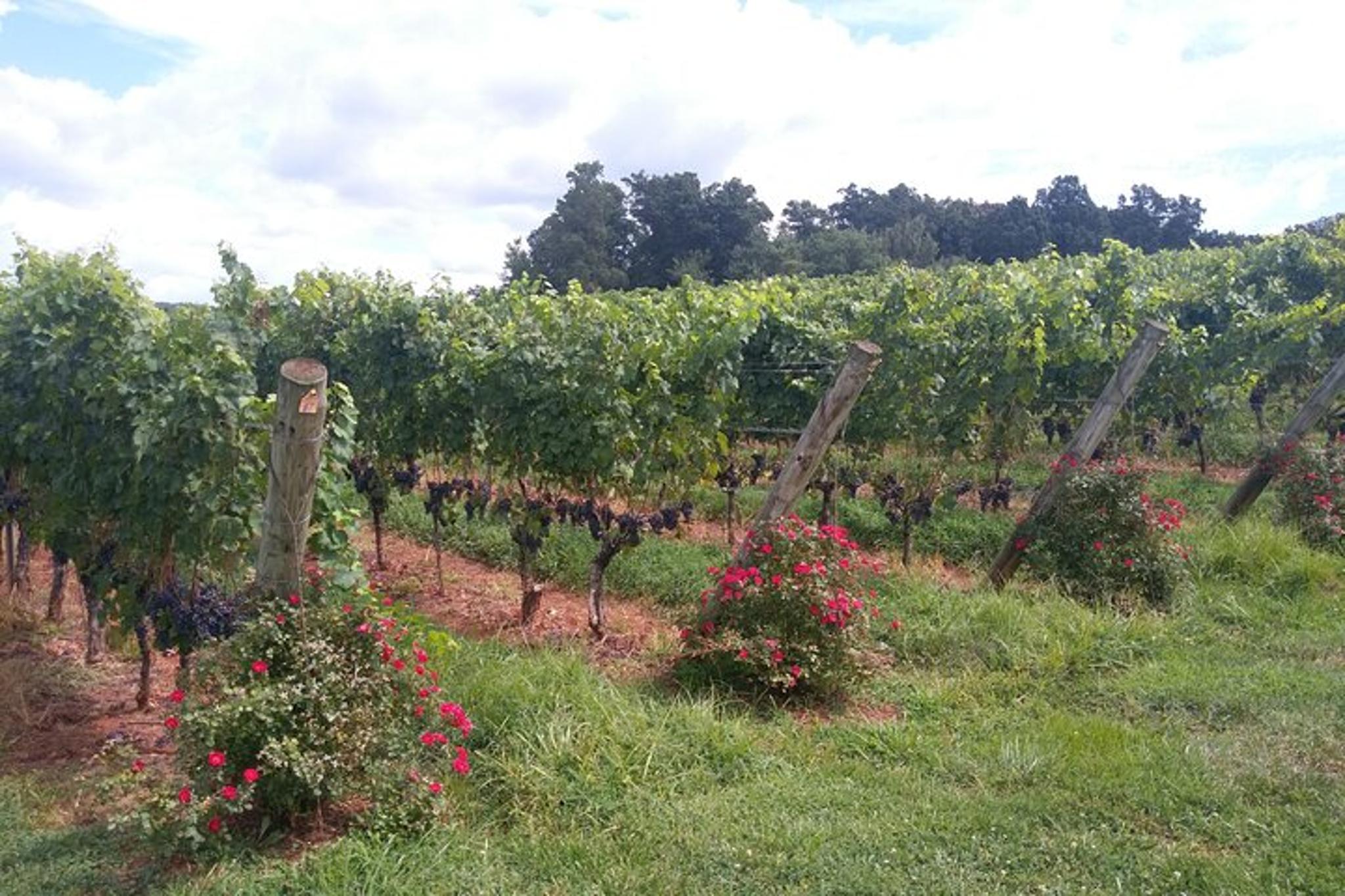 Charlottesville Wine Tour with Vineyard Games - Image 2