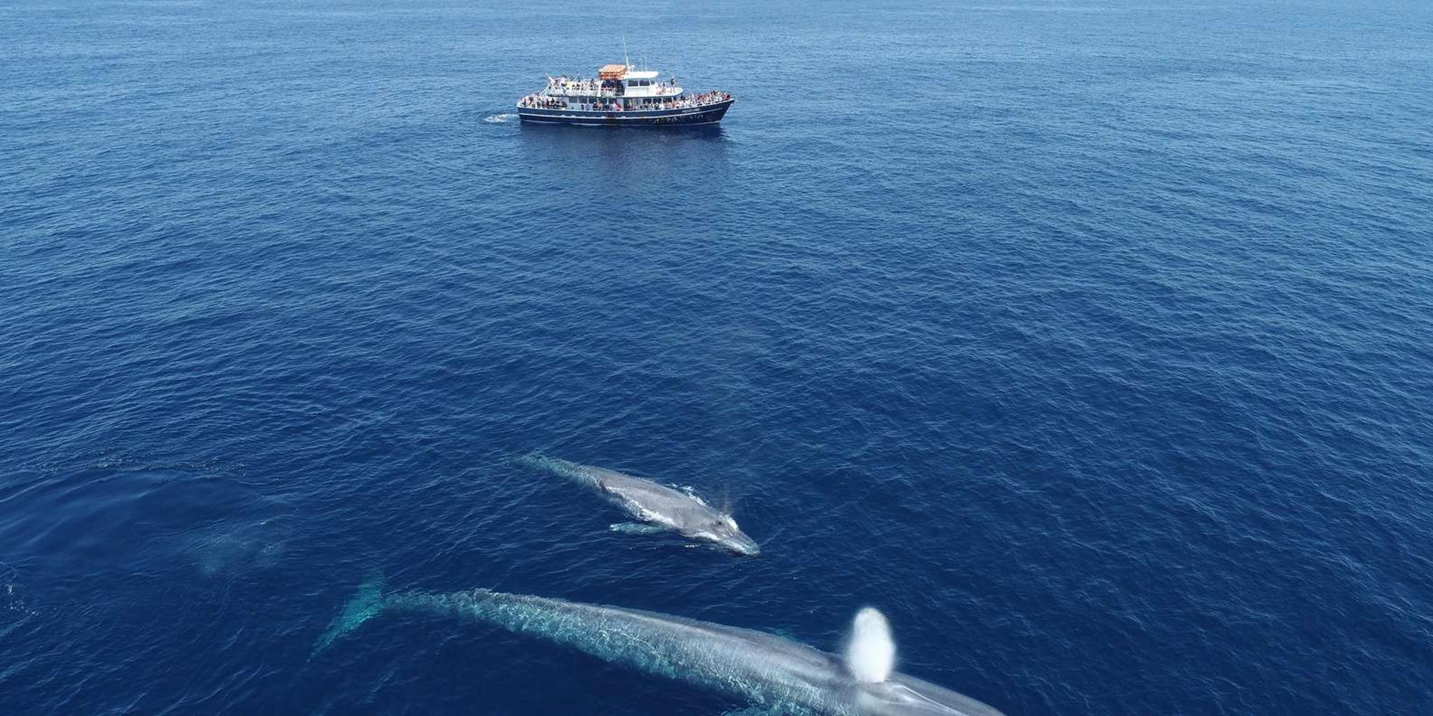 San Diego Dolphin and Whale Watching Sunset Cruise