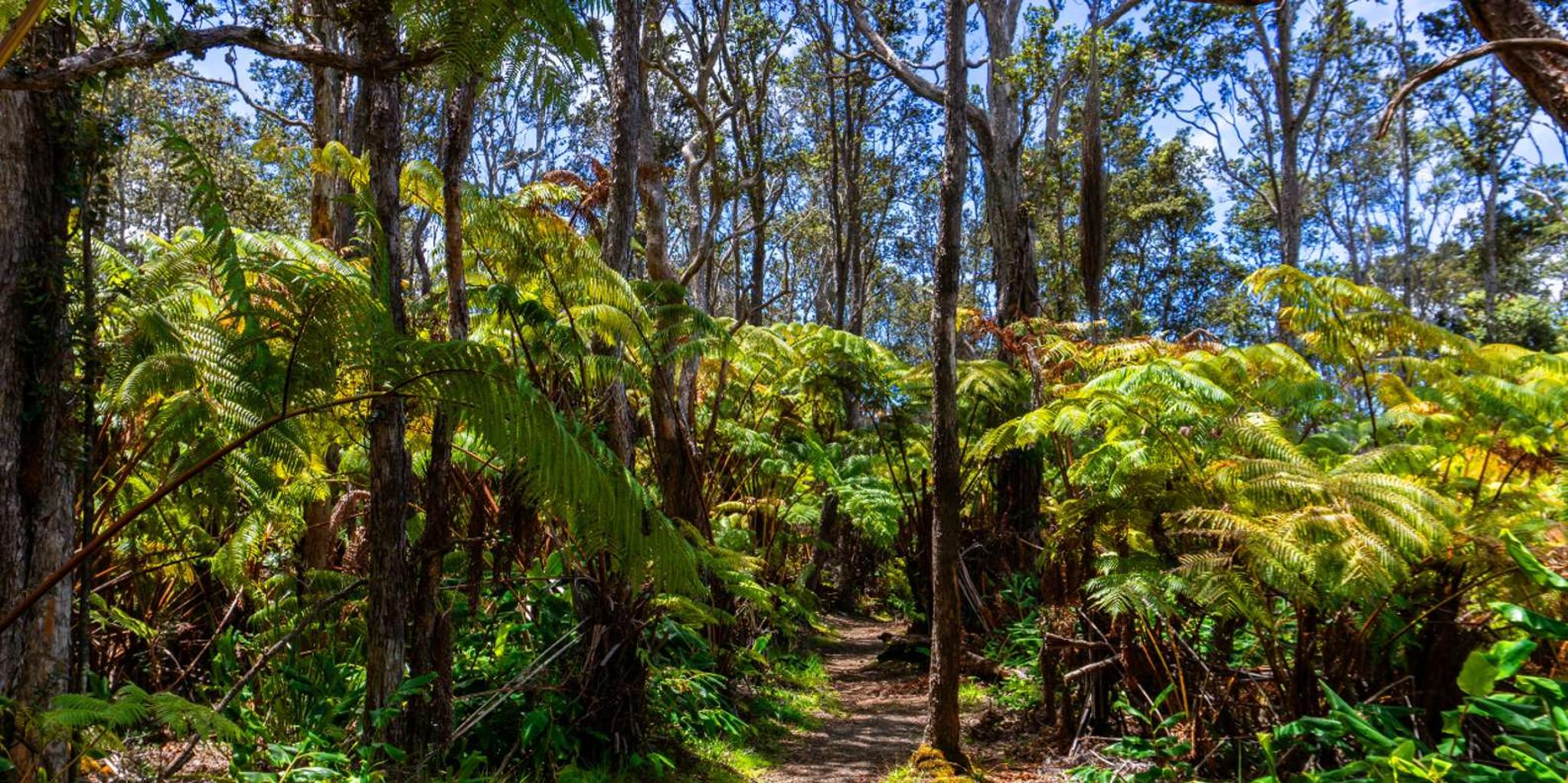 Volcanoes National Park Guided Hike - Image 6