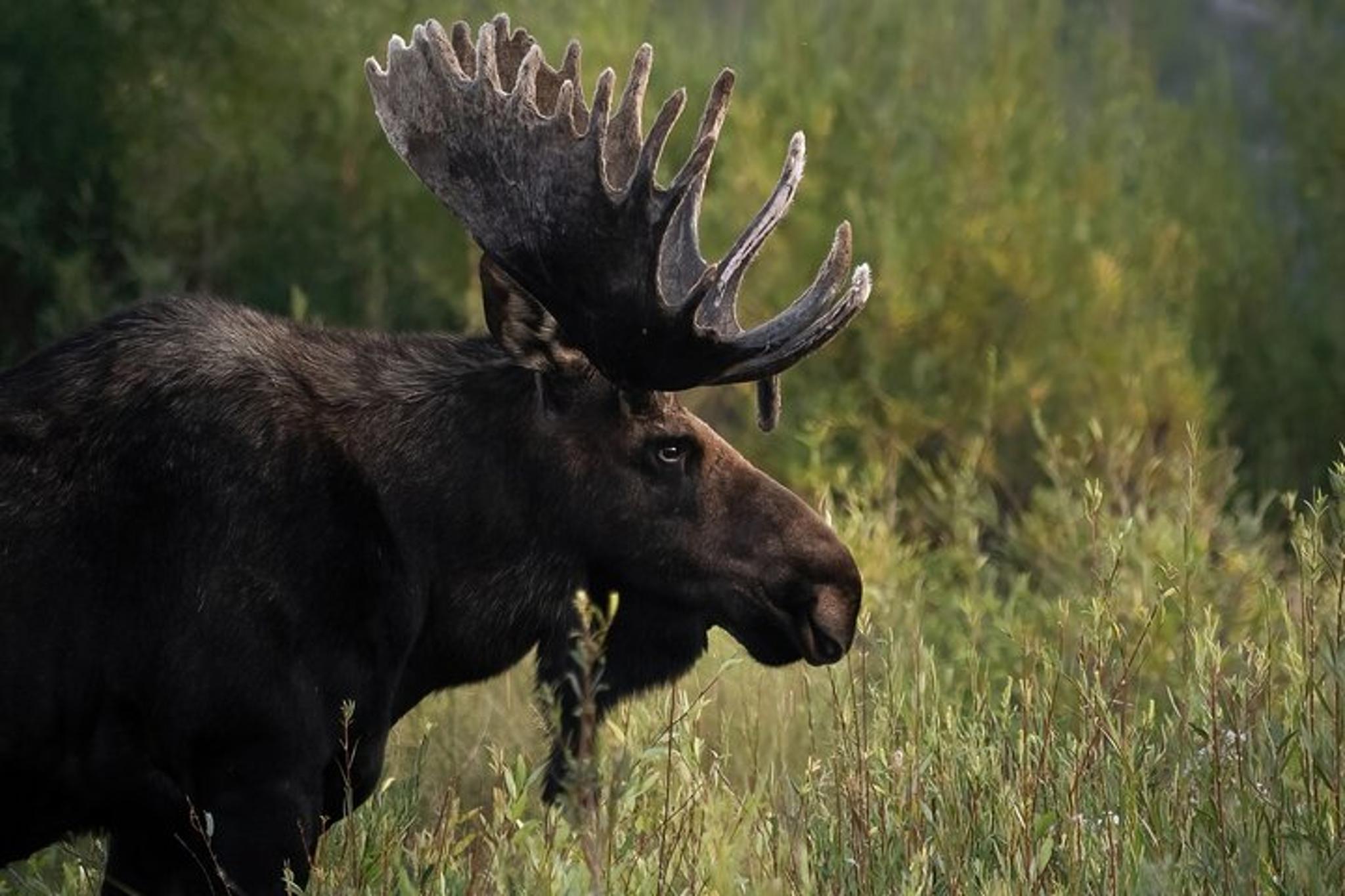 Jackson Hole Wildlife Safari - Image 2