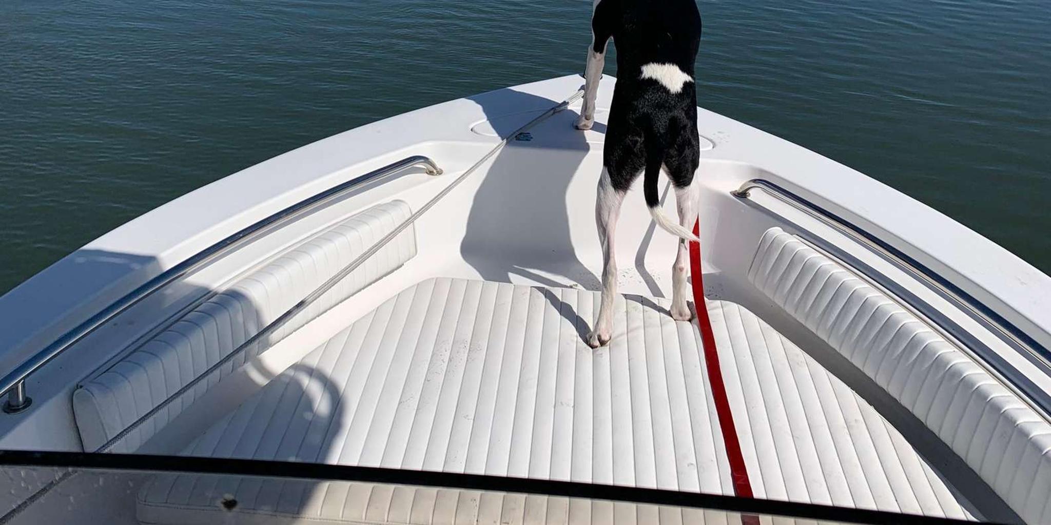 Folly Beach Dolphin and Morris Island Cruise 2 hr - Image 5