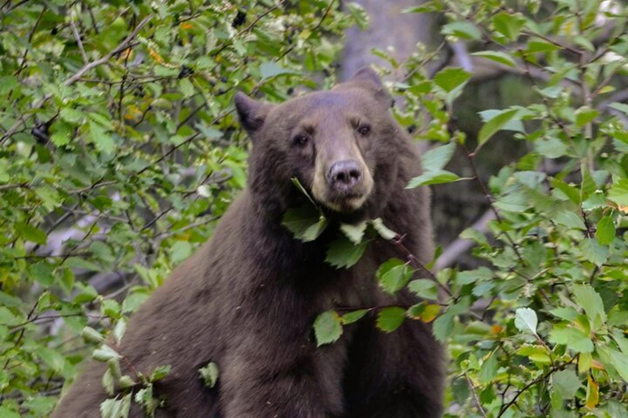 Jackson Grand Teton National Park Private Tour 6 hr - Image 5