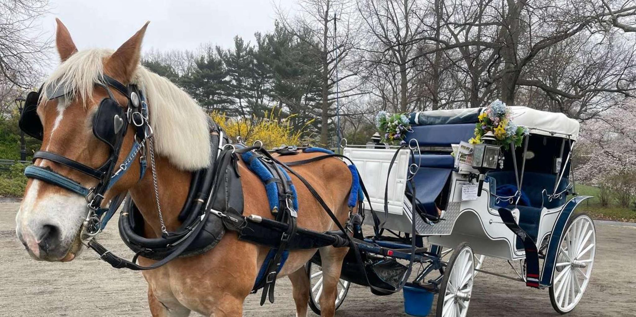 New York City Central Park Horse and Carriage Ride
