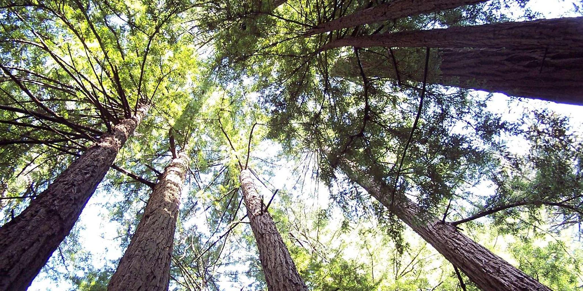 San Francisco Muir Woods and Sausalito Tour - Image 3