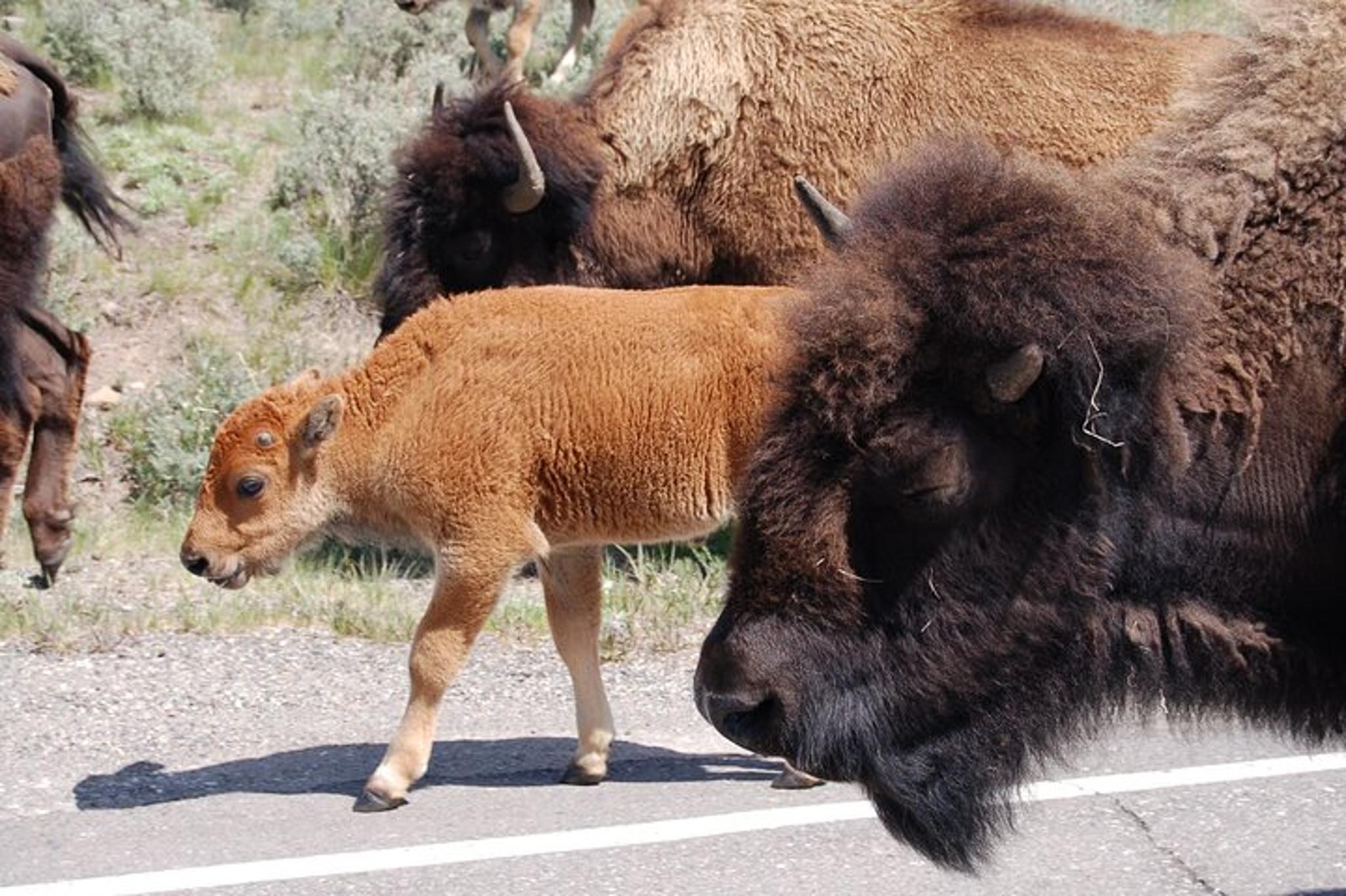 Yellowstone Grand Tour - Image 1