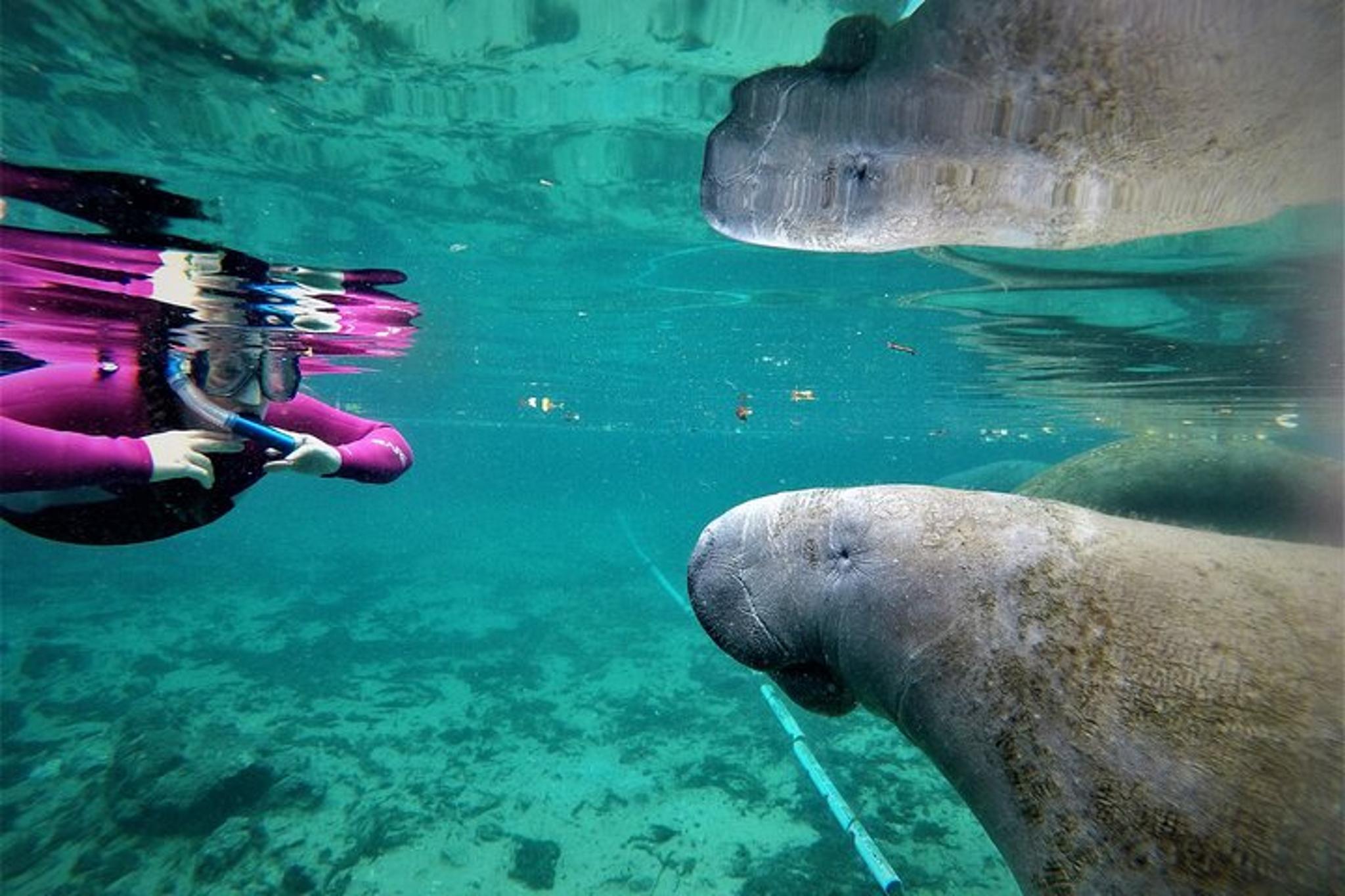 Crystal River Manatee Swim - Image 2
