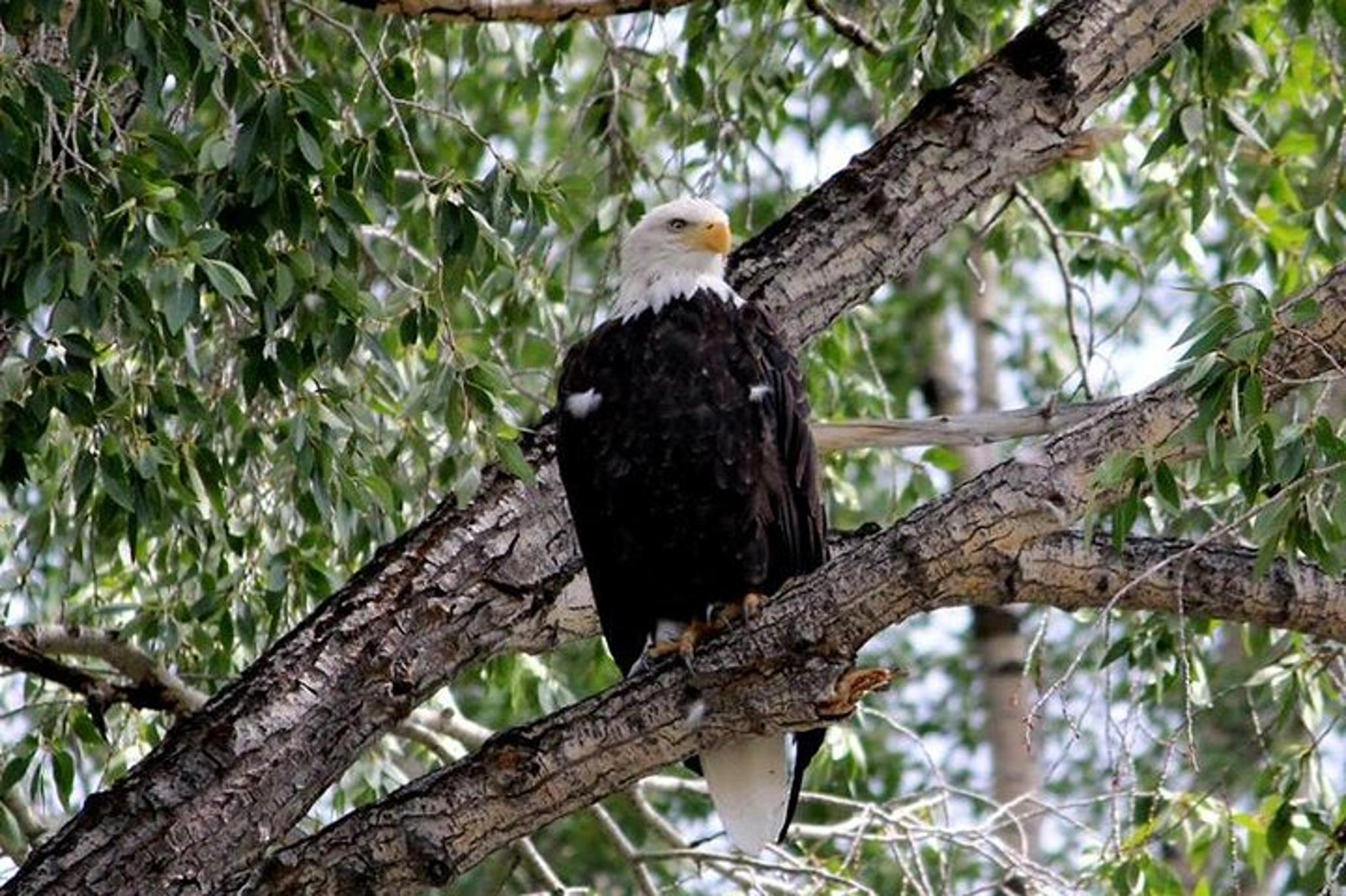 Jackson Hole Scenic Float Trip - Image 6