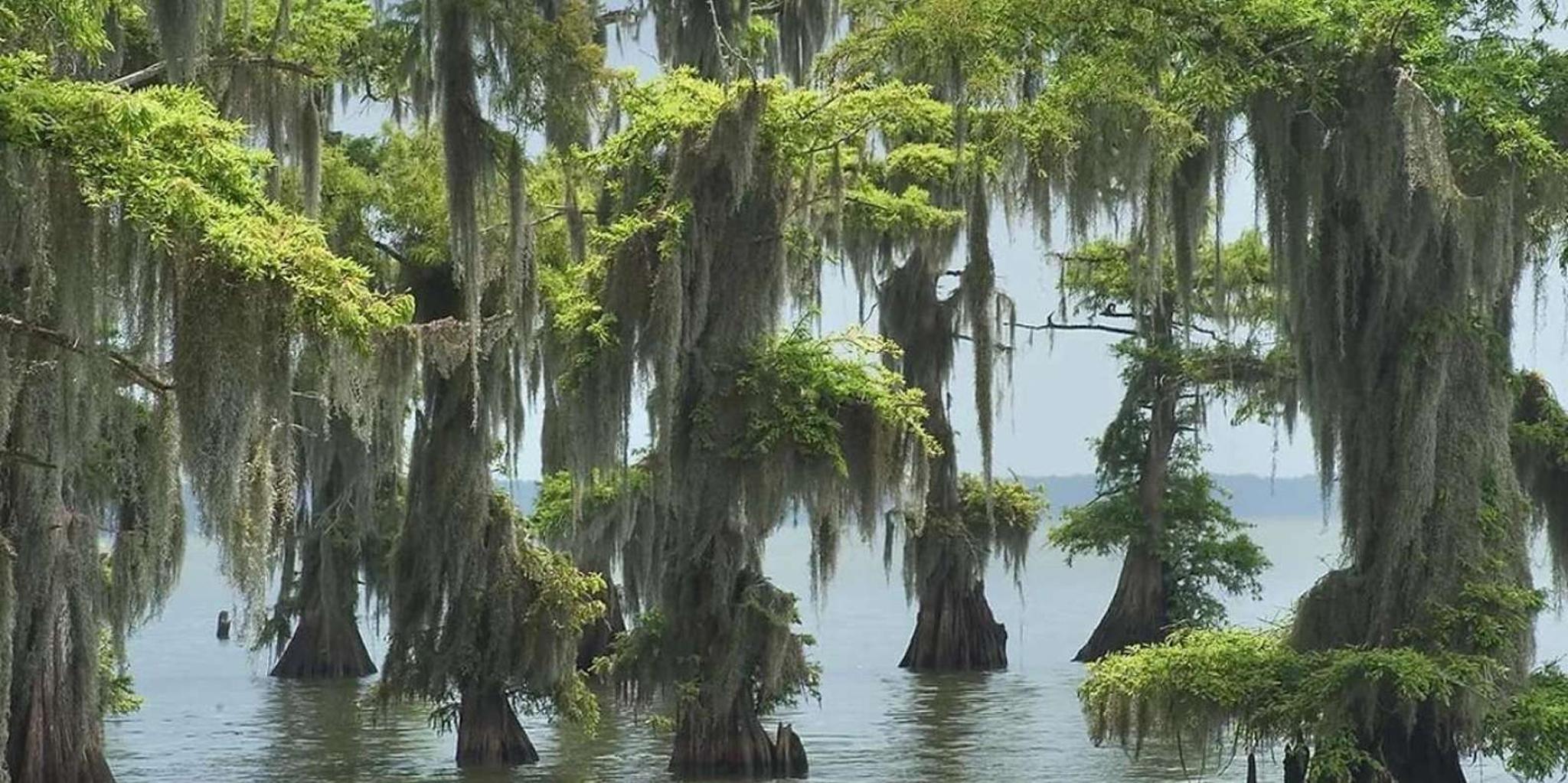 New Orleans Pontoon Swamp Tour with Wildlife Viewing - Image 5