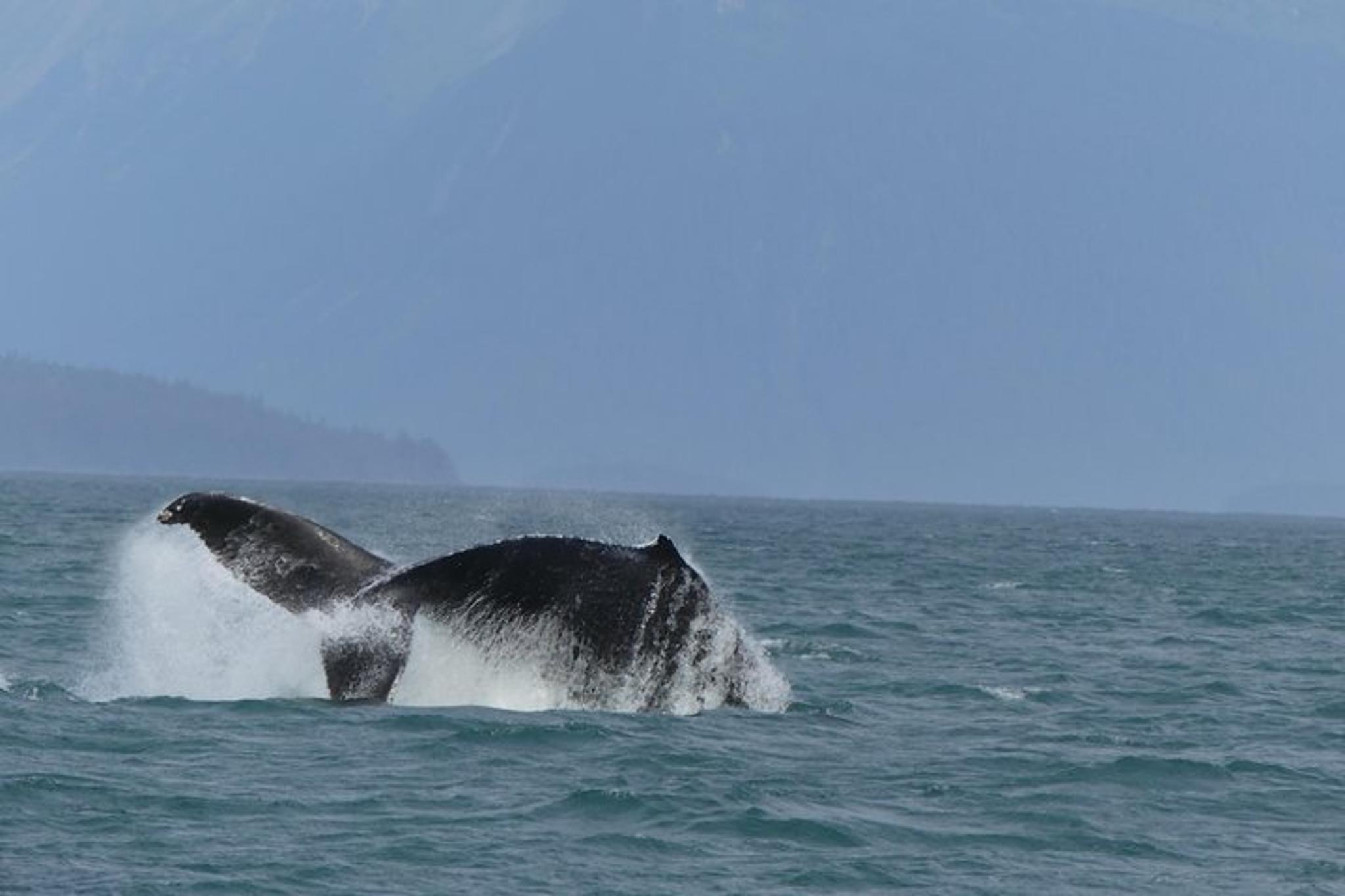 Juneau Catamaran Whale Watching Tour 165 Min - Image 4