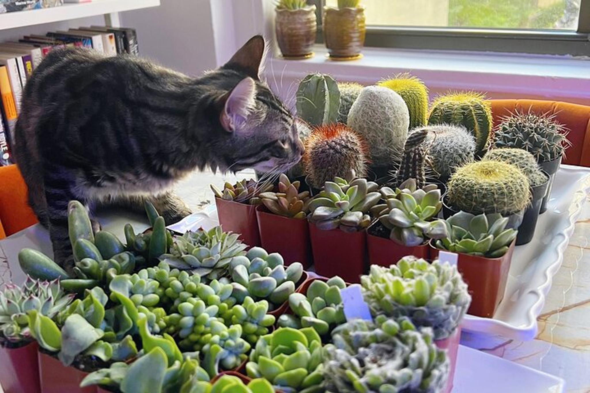 New York Terrarium Making Experience with Cats 2 hr - Image 3