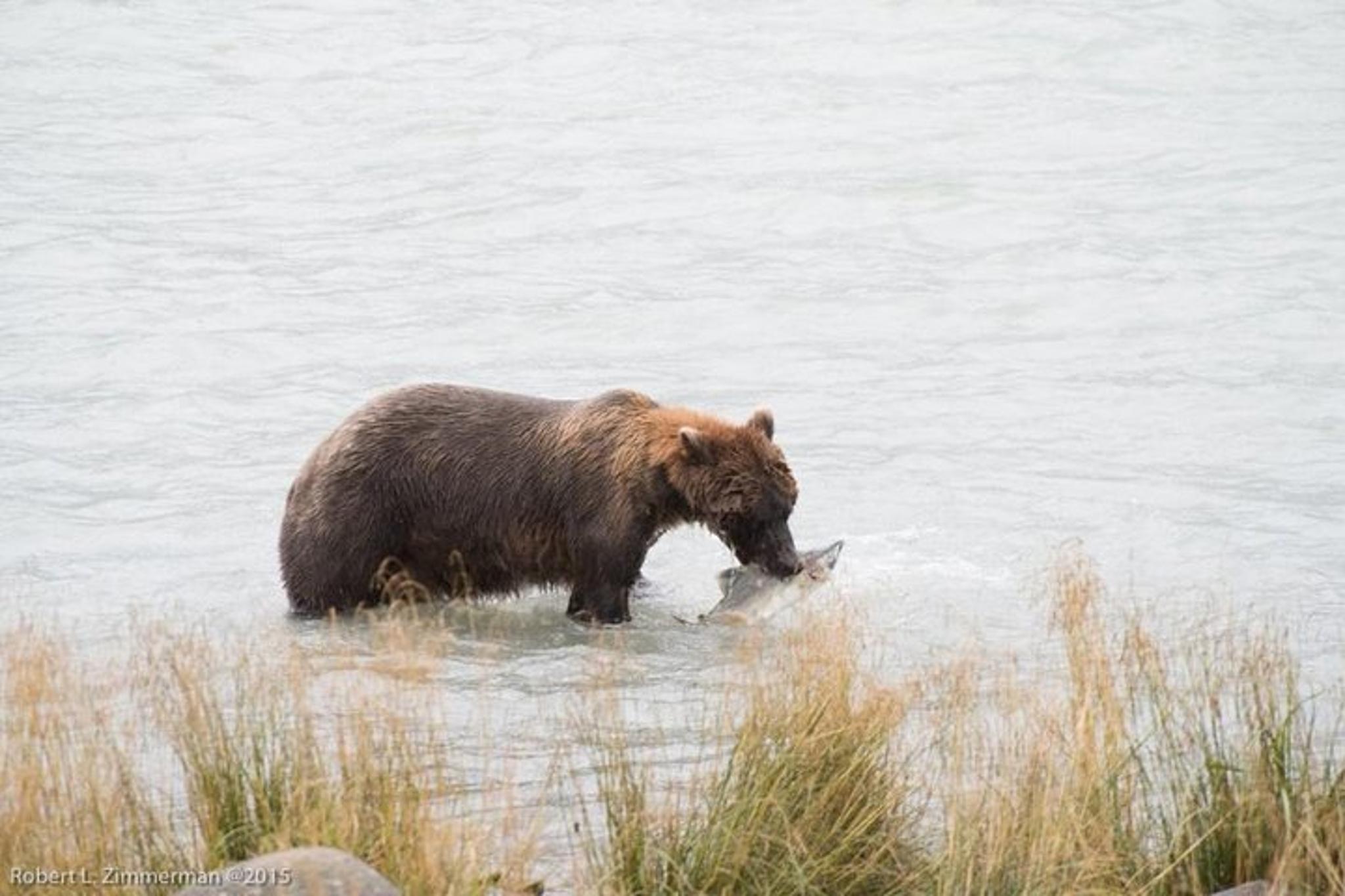 Skagway Chilkoot Lake Nature and Wildlife Tour 6.5 hr - Image 3