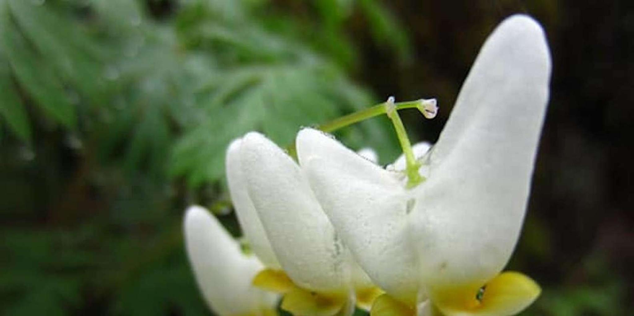 Clayton Chattooga River Rafting on Class III Rapids - Image 4