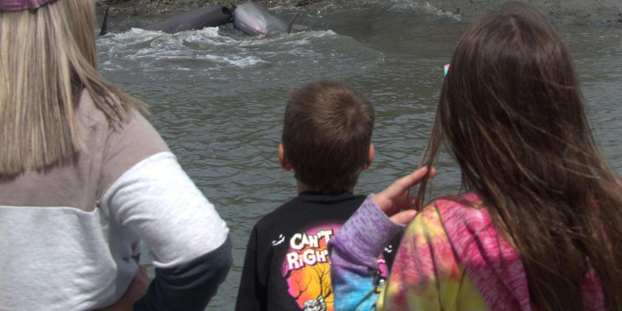 Hilton Head Island Dolphin and Nature Tour - Image 4