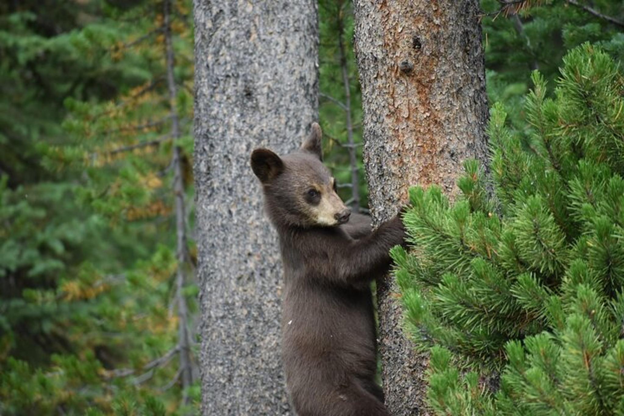 Yellowstone Highlights Tour - Image 6