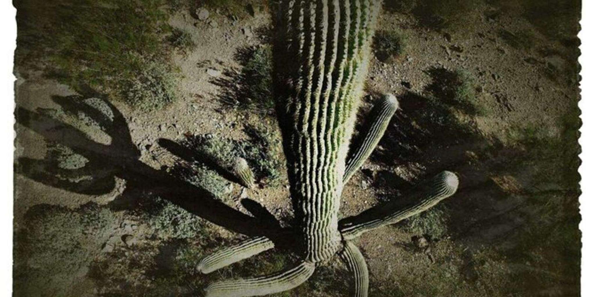 Tucson Sabino Canyon Adventure Game 2 hr - Image 6