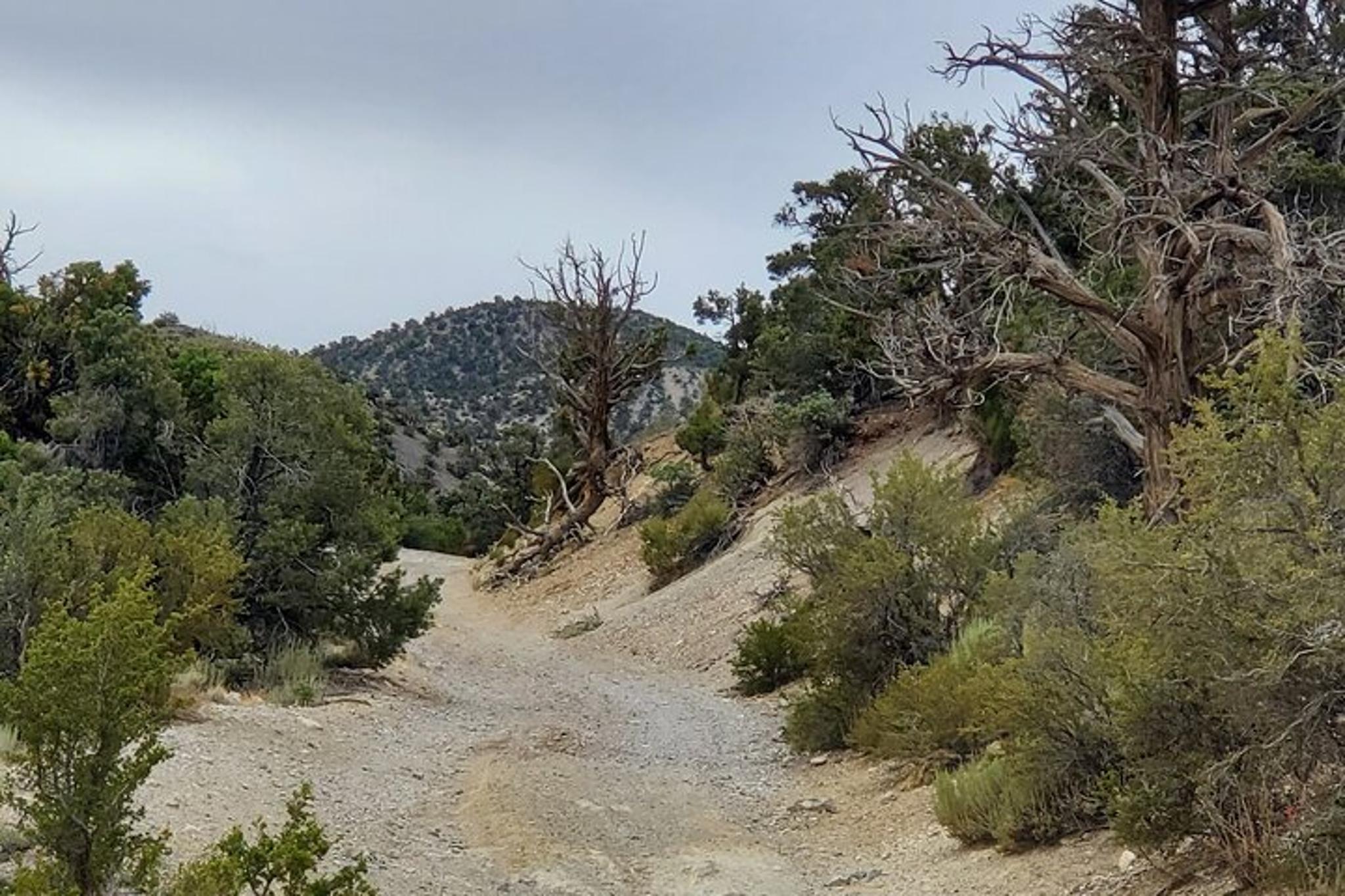 Las Vegas Jeep Tour Offroad Adventure 4.5 hr - Image 2