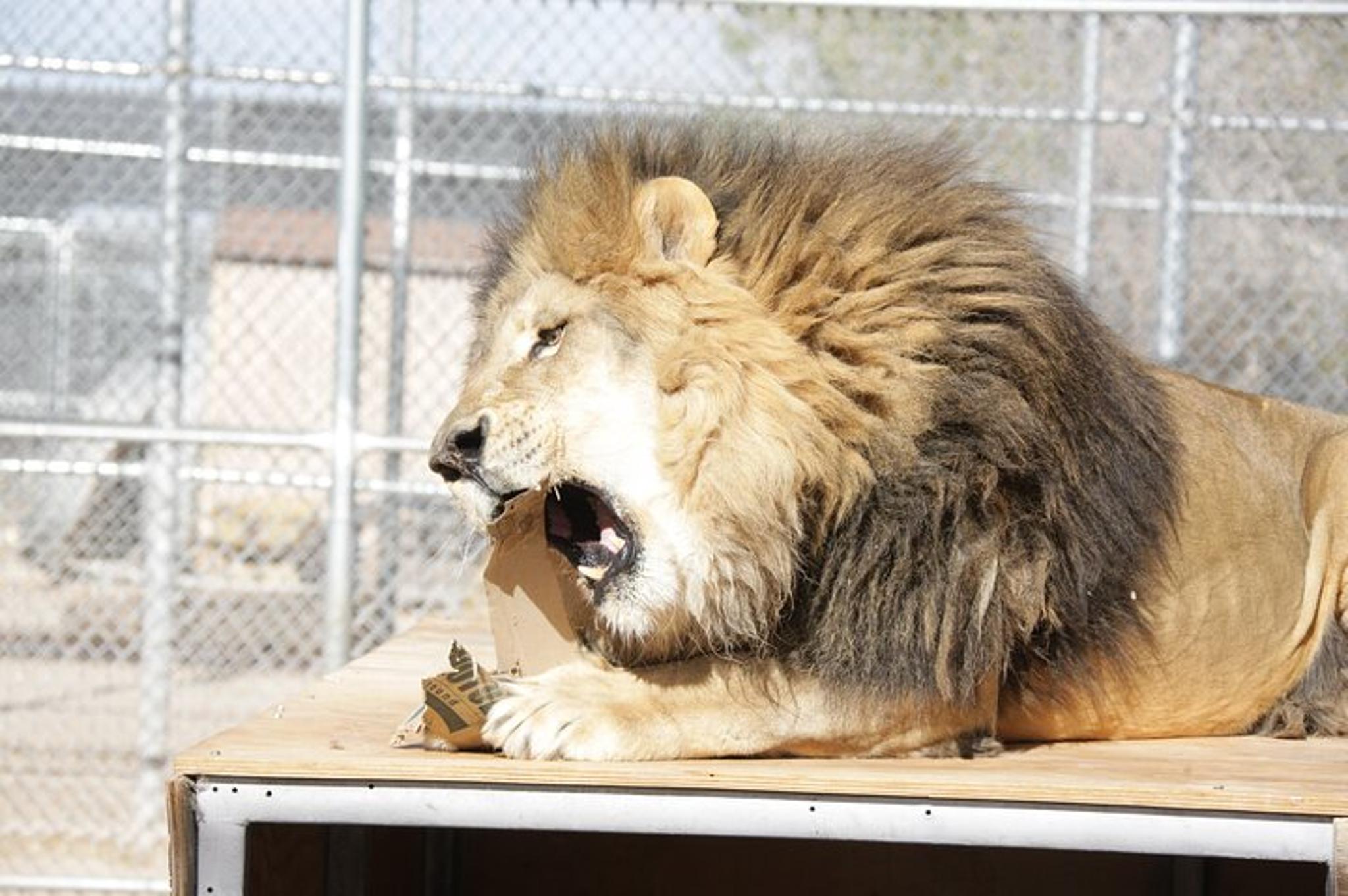 Las Vegas Lion Habitat Ranch Admission - Image 3
