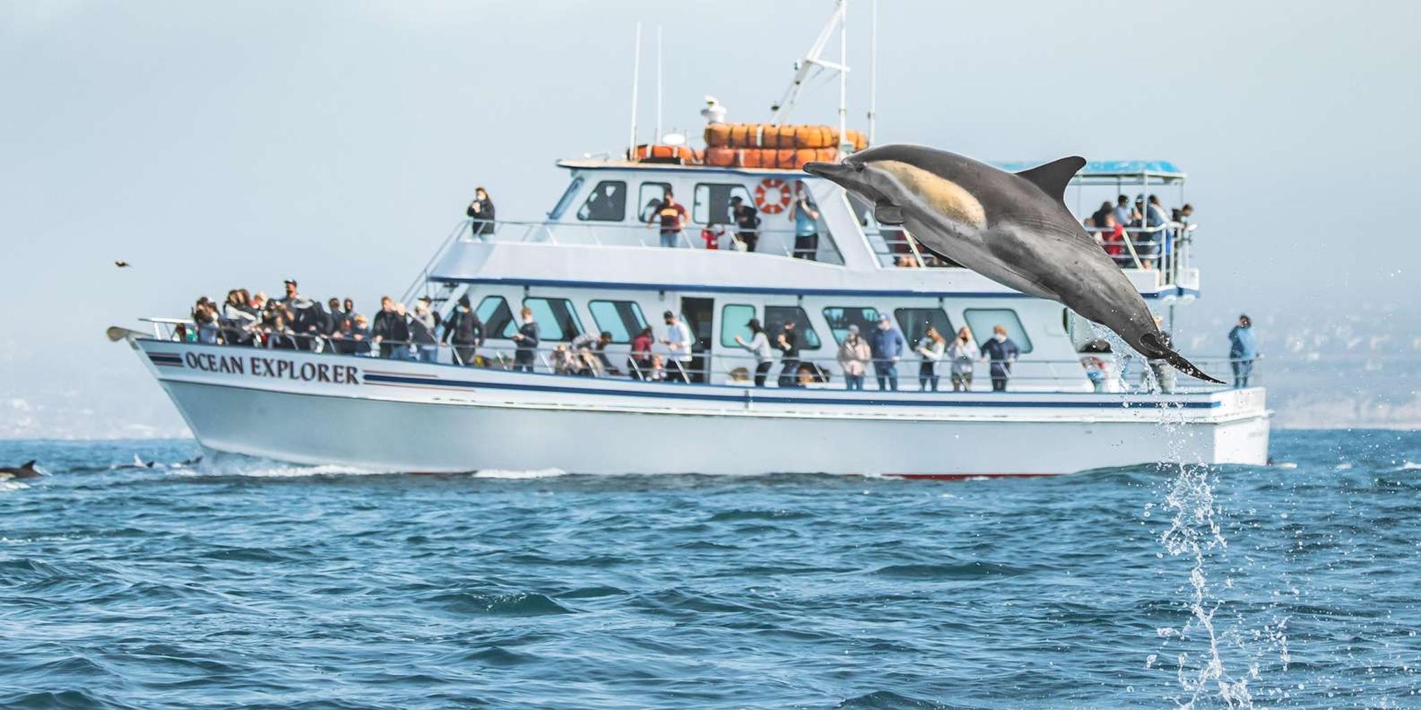Newport Beach Whale Watching Cruise - Image 5
