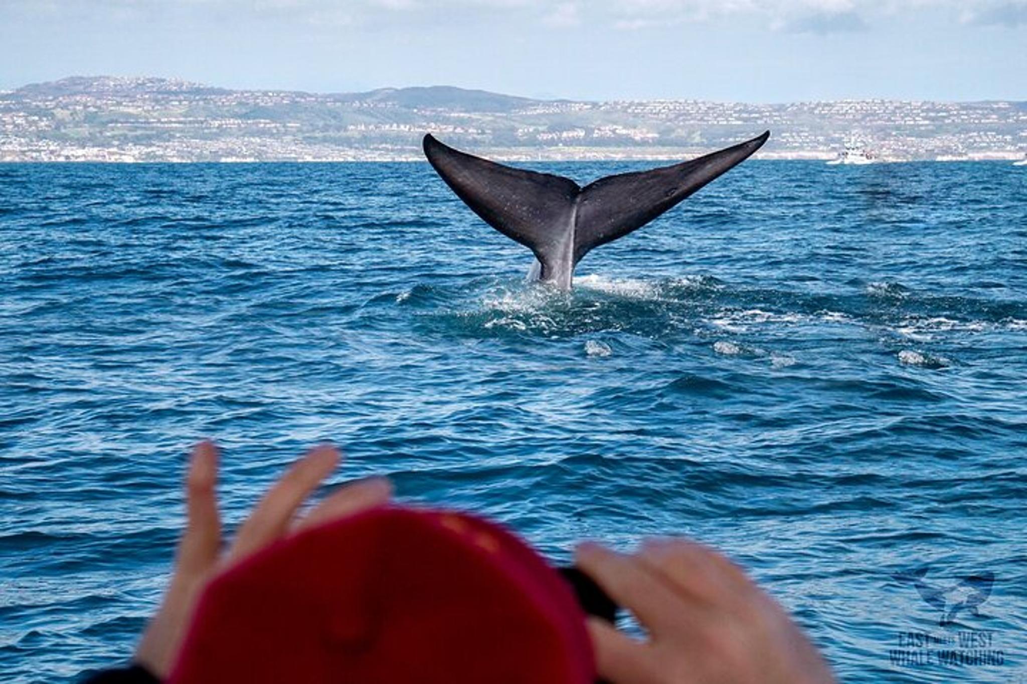 Newport Beach Whale and Dolphin Watching 2 hr - Image 2