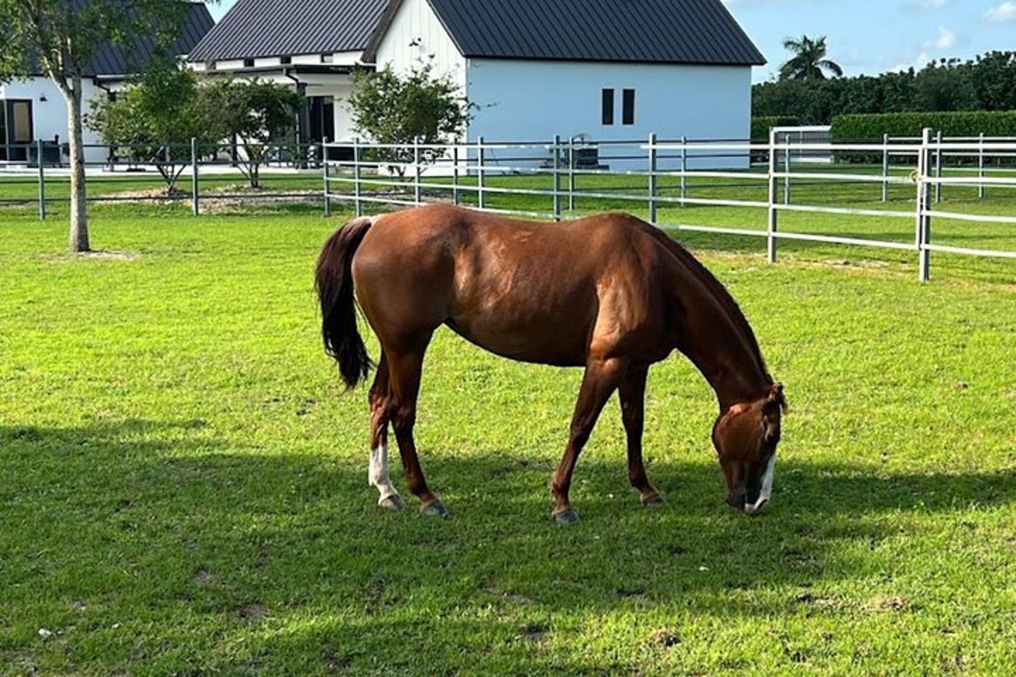 Miami Horse Riding Countryside Tour 1 hr
