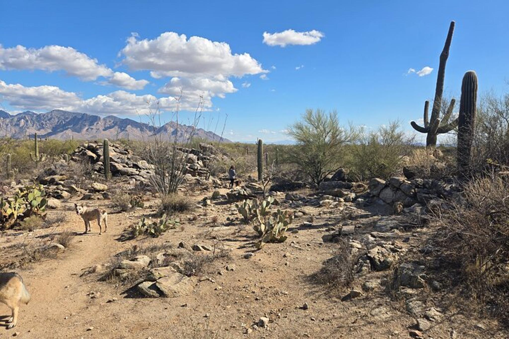 Dove Mountain Hiking Tour - Image 6