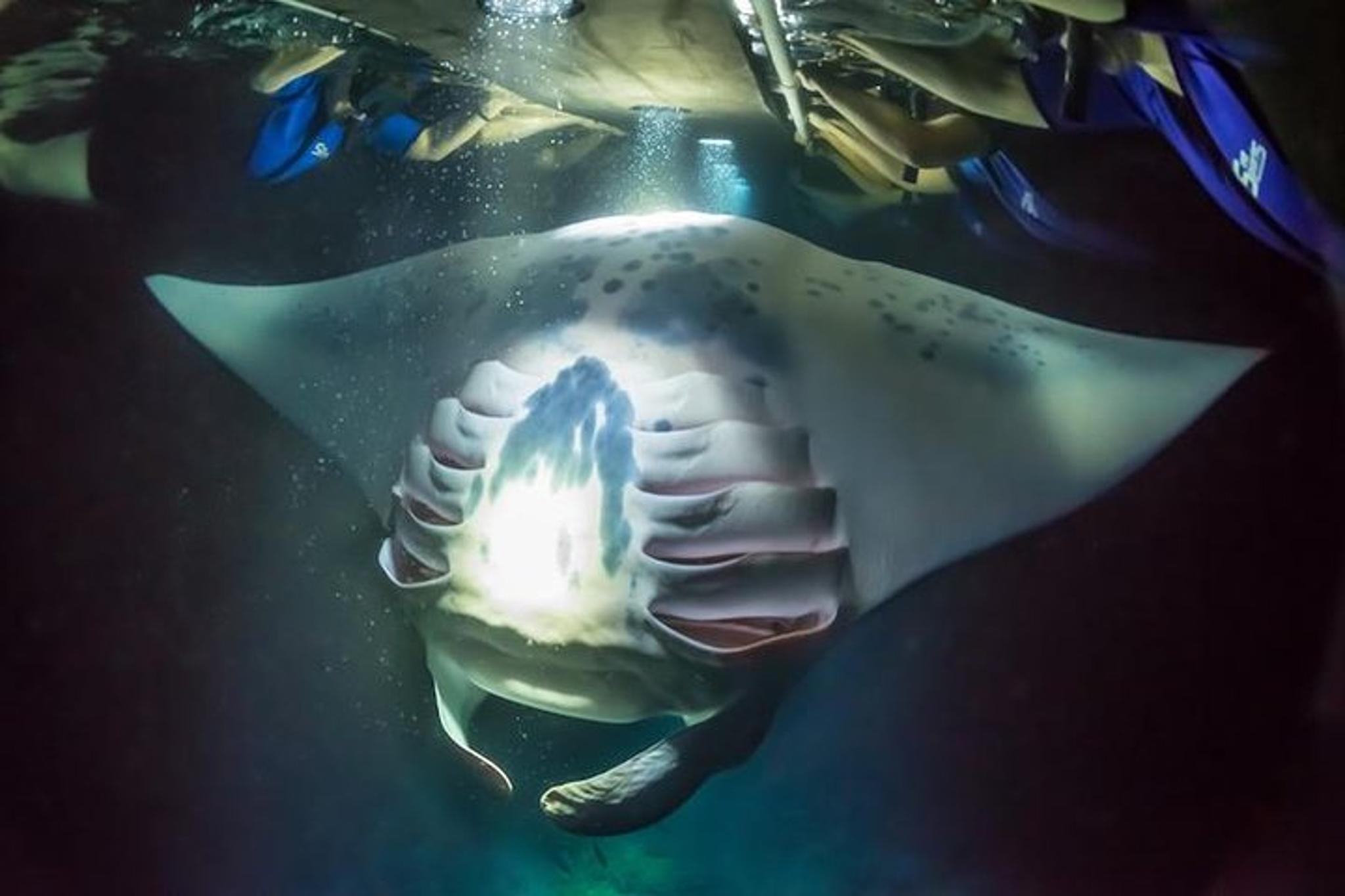 Kailua-Kona Night Manta Ray Snorkel - Image 6