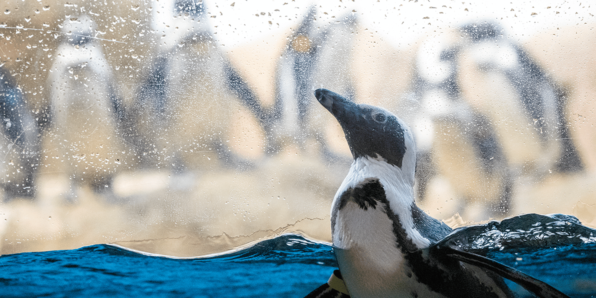 San Francisco California Academy of Sciences Entry Ticket - Image 3