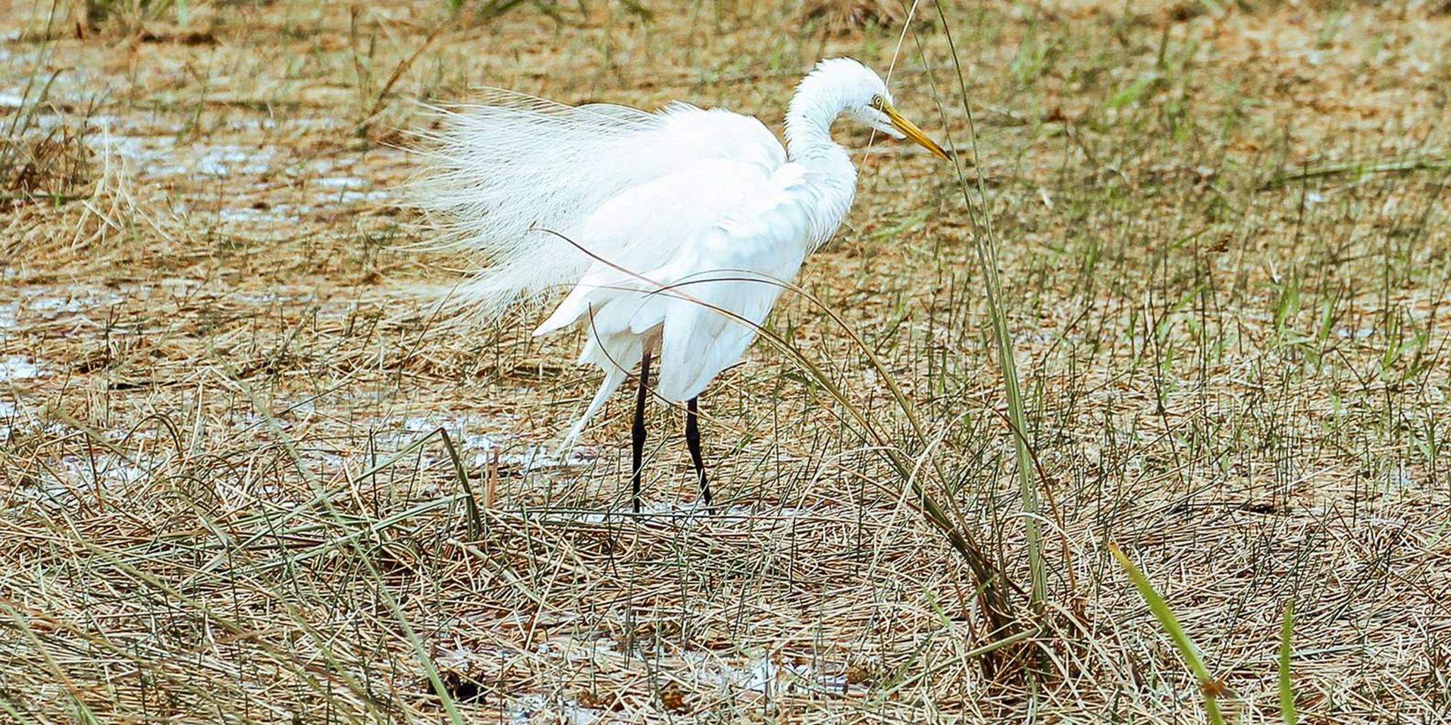 Miami Everglades Airboat Tour & Wildlife Show - Image 3