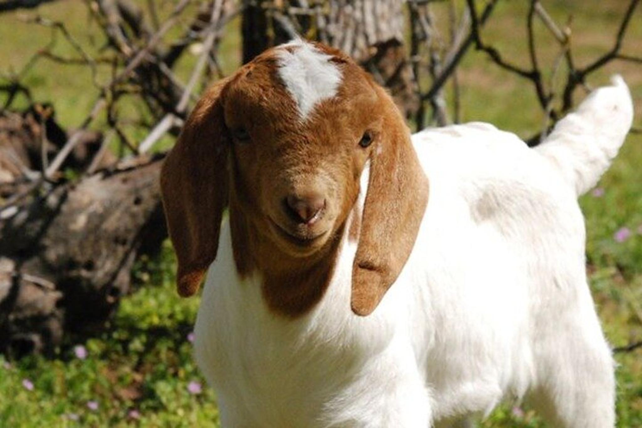 Fredericksburg Baby Goat Cuddling and Wine Tour 30 min - Image 4