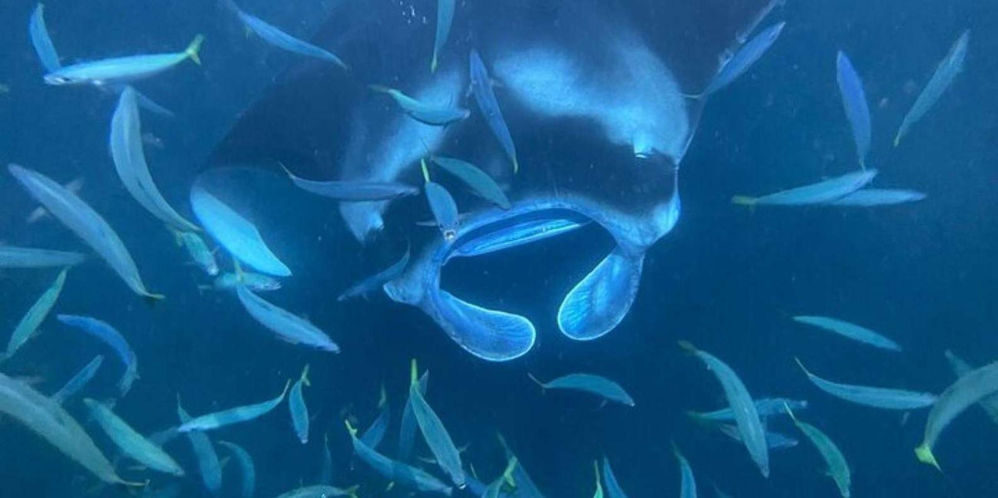 Kona Manta Ray Snorkeling Tour at Sunset - Image 3