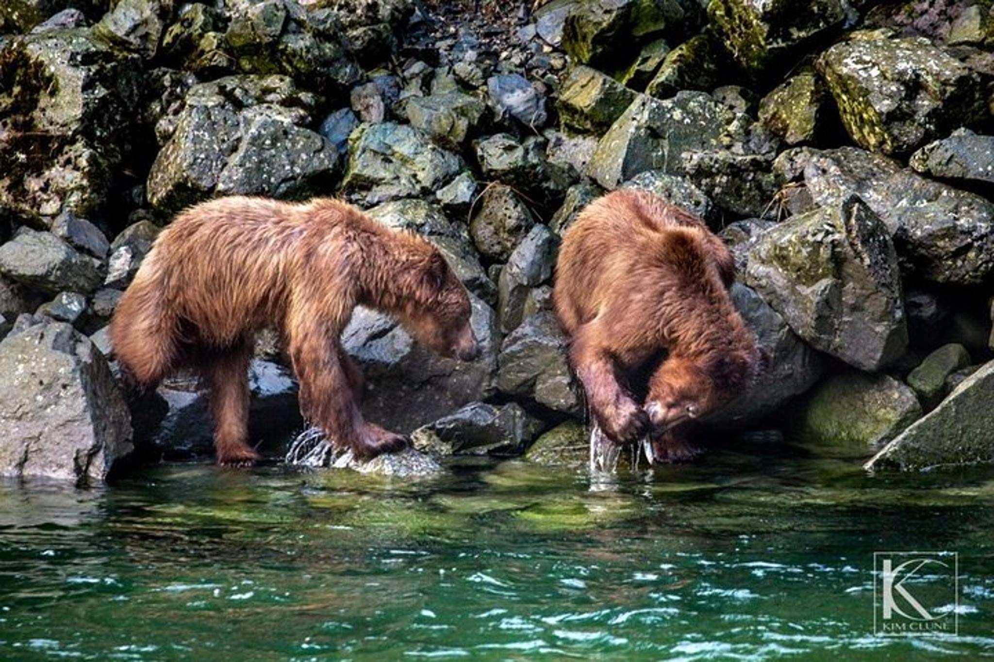Chilkoot Lake Nature and Wildlife Tour - Image 2